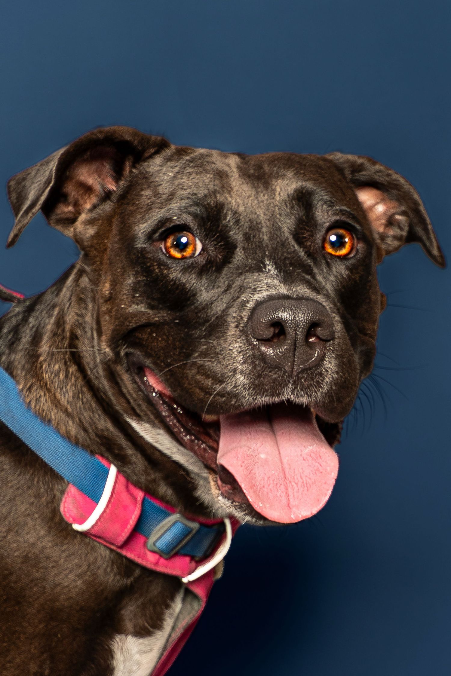 Smiling brindle Pit Bull dog with amber eyes and pink tongue out, wearing a colorful collar against a blue background.