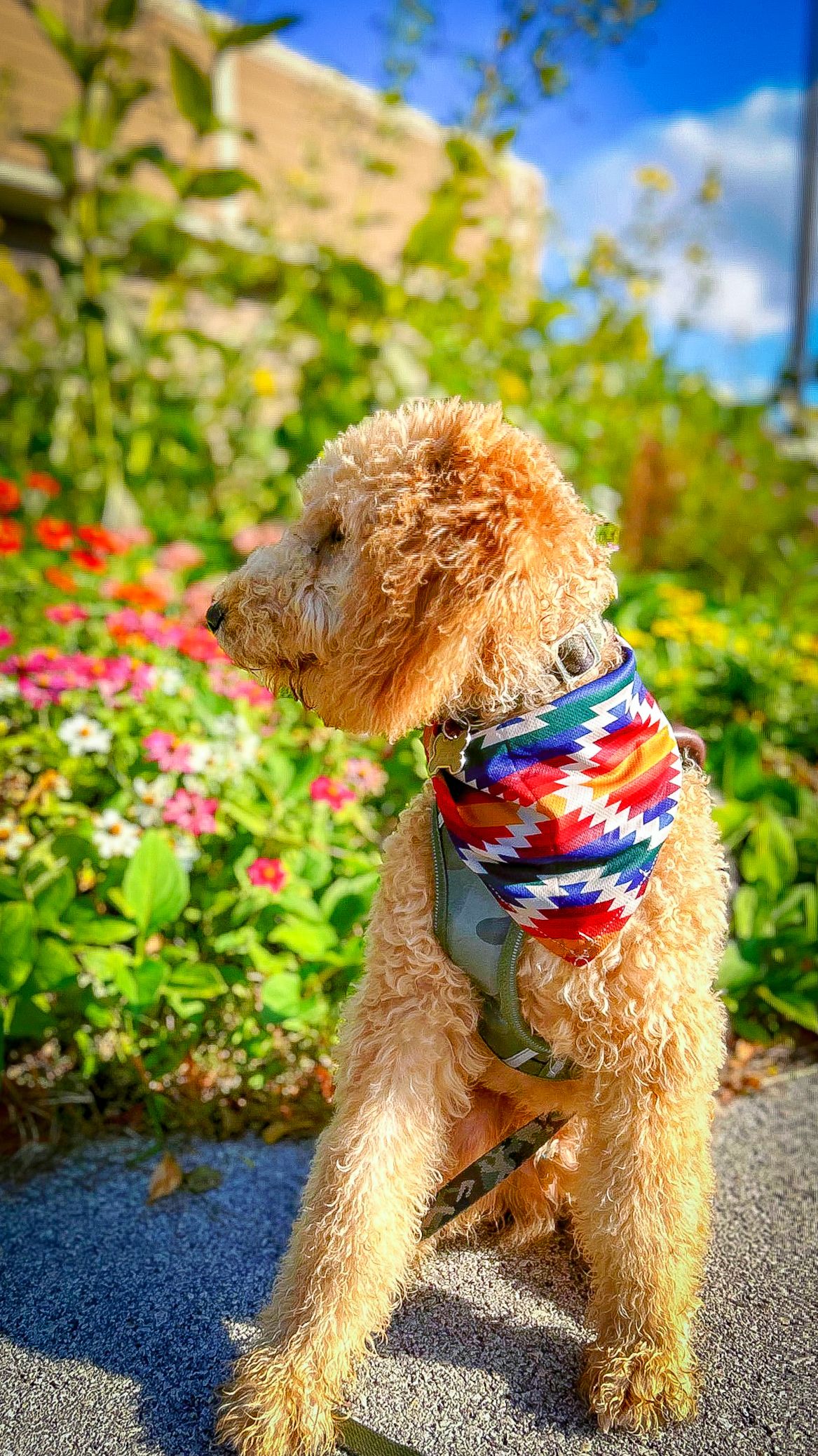 Fluffy goldendoodle dog wearing colorful patterned bandana poses in garden with blooming flowers.
