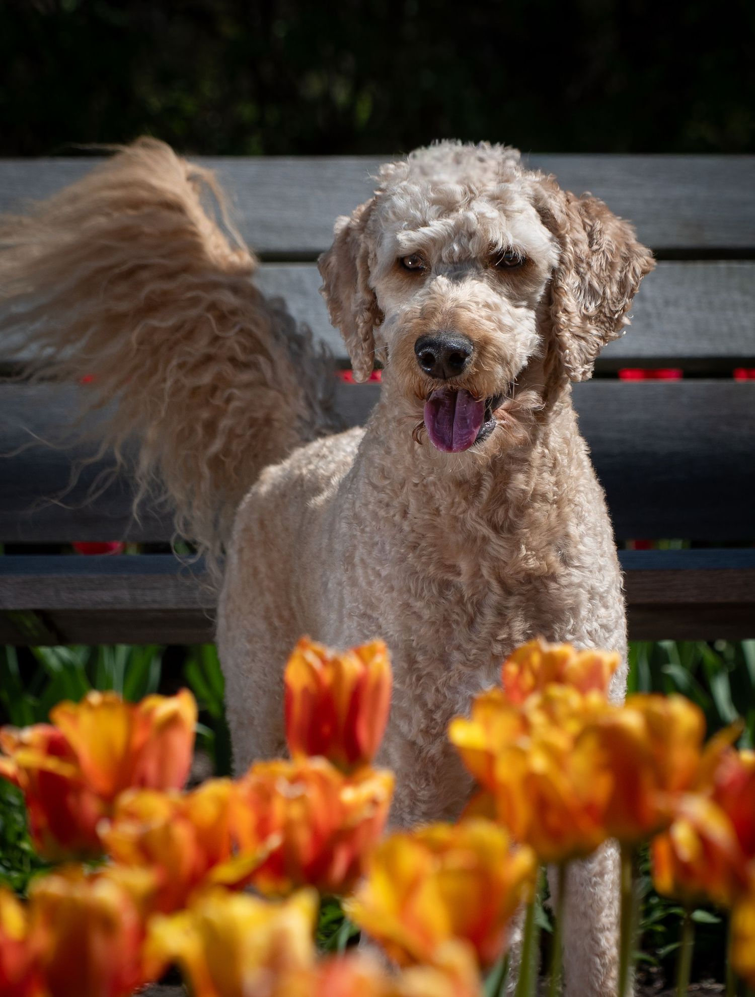 Fluffy goldendoodle dog standing behind vibrant orange and yellow tulips near a wooden bench.