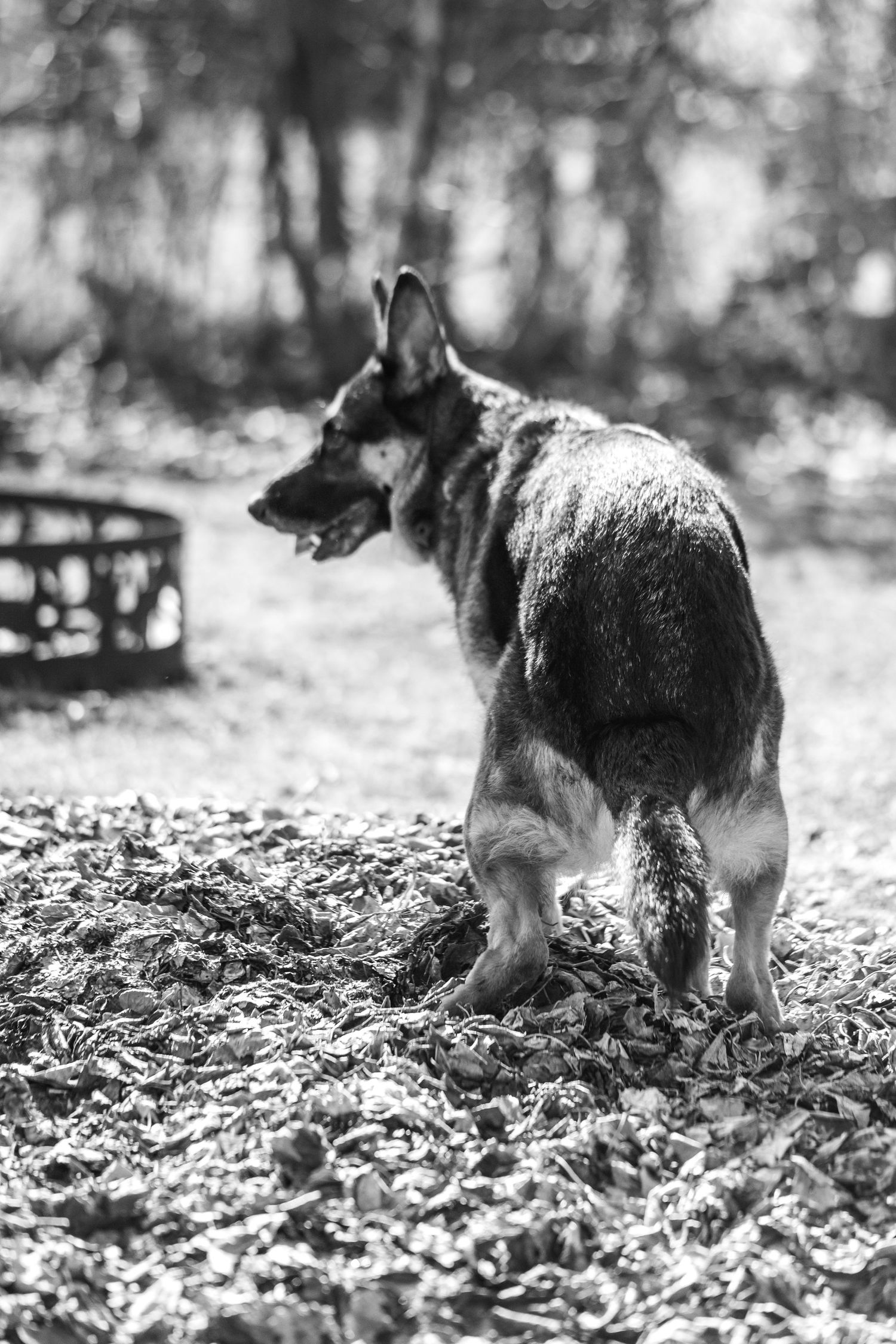 Black and white photos of a German Shepherd walking through fallen leaves in a forest setting.