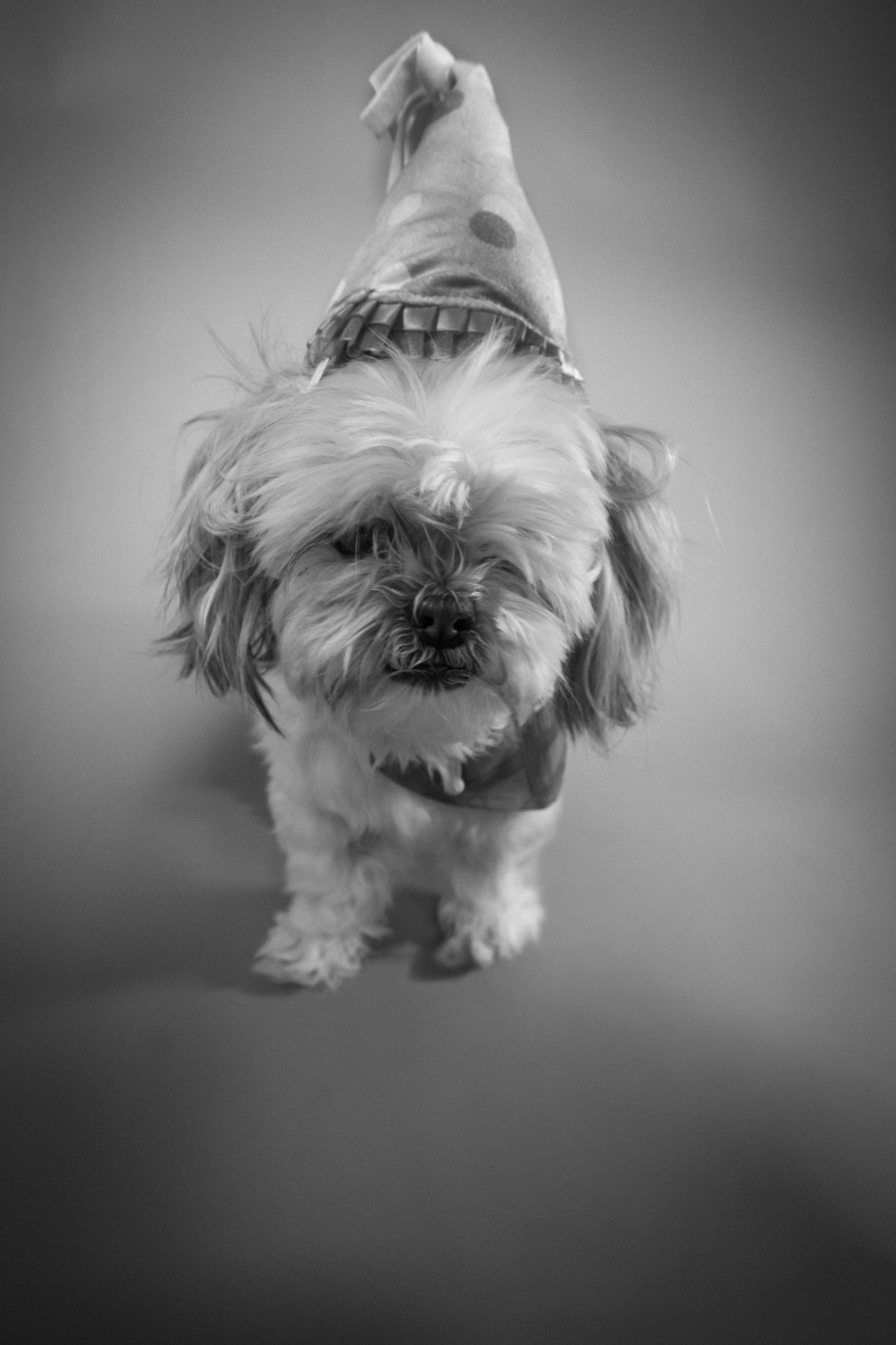 A small white shaggy dog wearing a pointed hat poses in a black and white portrait against a dark background.