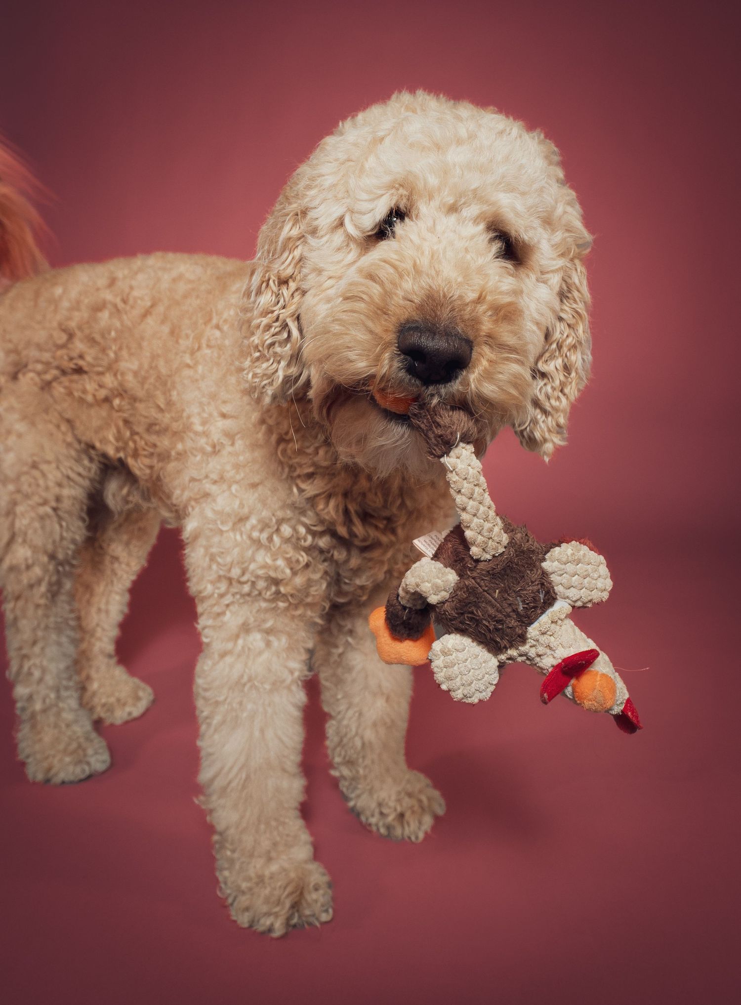 A fluffy Goldendoodle dog holds a plush toy duck in its mouth while standing against a burgundy background.