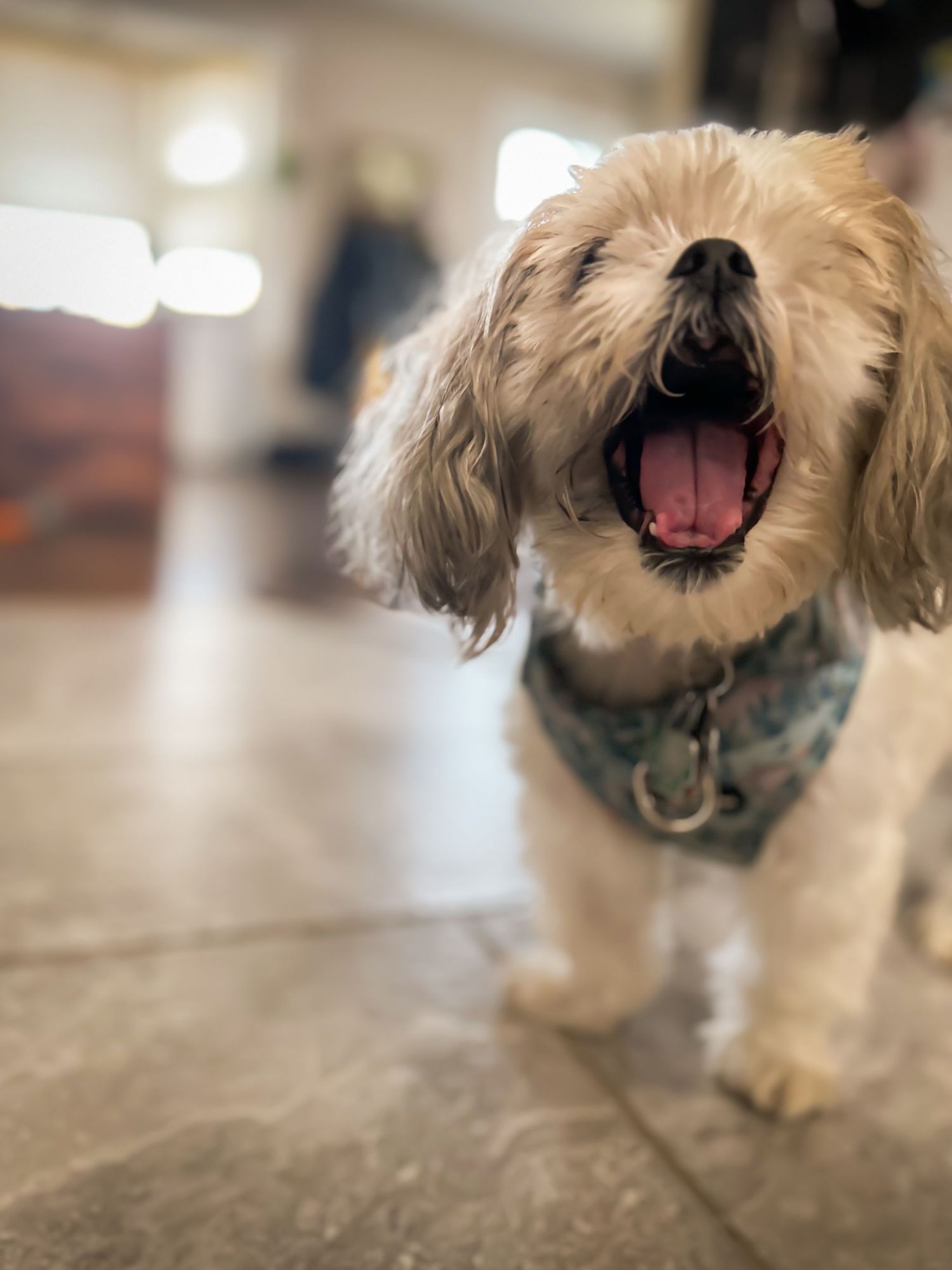 Close-up sequence of a small fluffy dog yawning and making expressions.