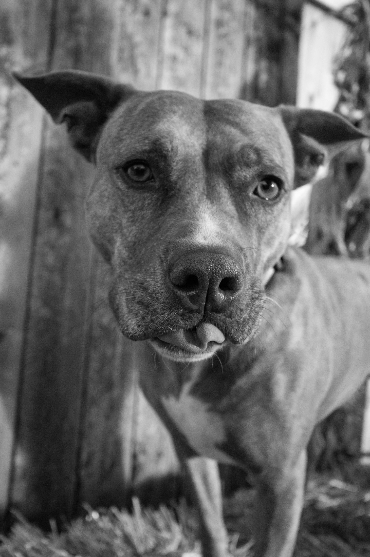Black and white portraits of a pit bull showing playful expressions and head tilts.