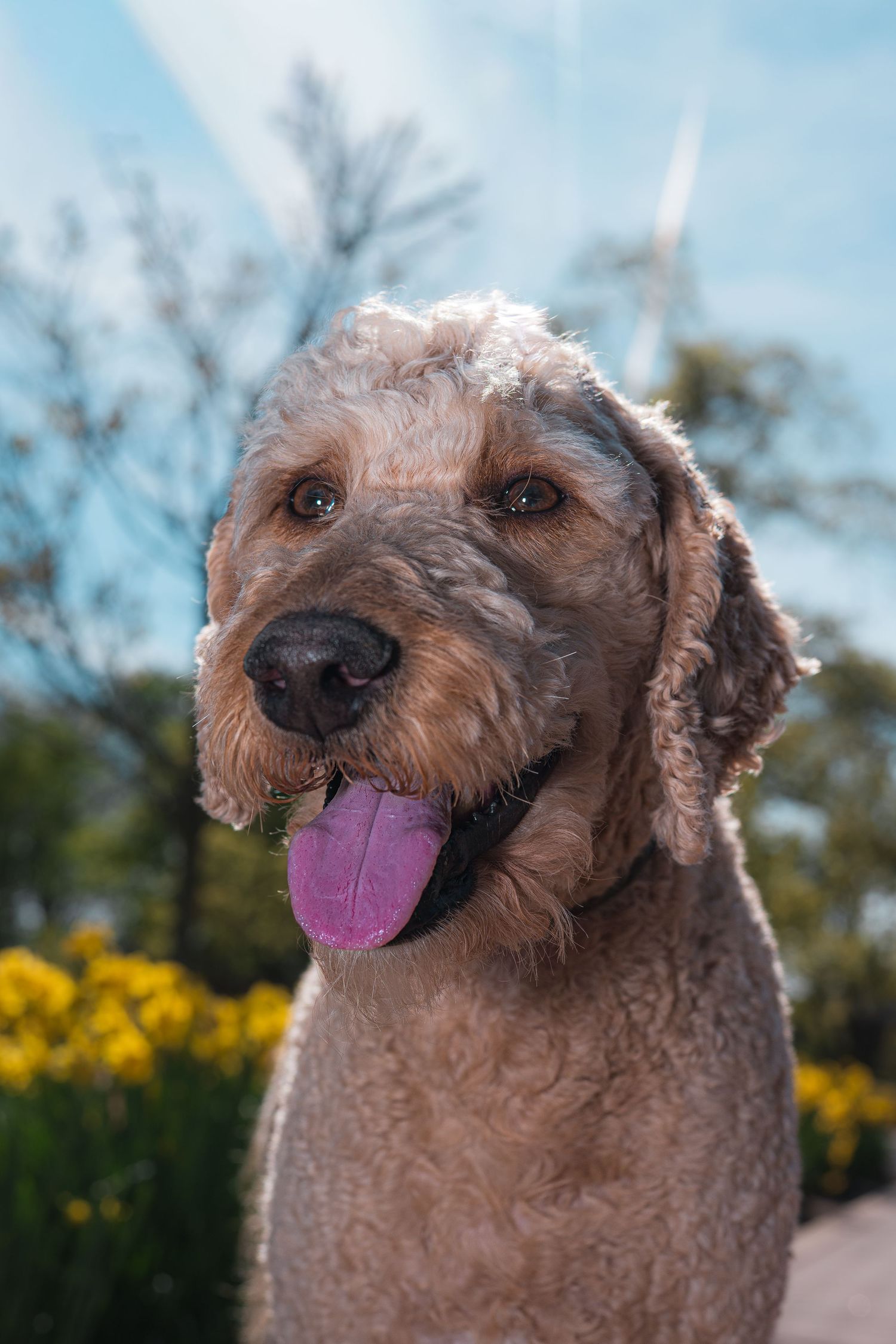 Fluffy goldendoodle dog with tongue out sitting in front of yellow flowers and blue sky backdrop.
