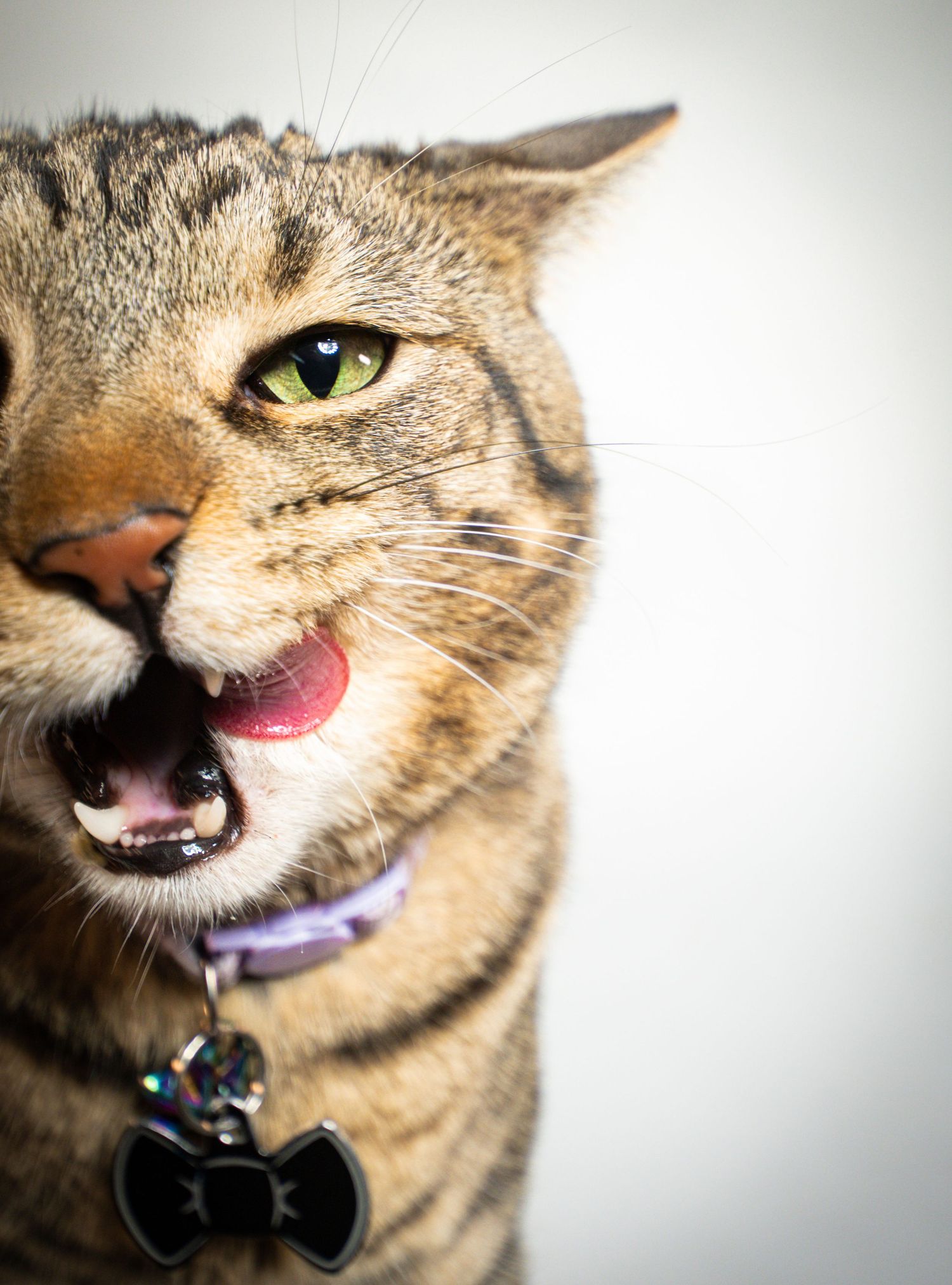 A tabby cat with green eyes wearing a purple collar and bow tie charm, mouth open showing tongue.