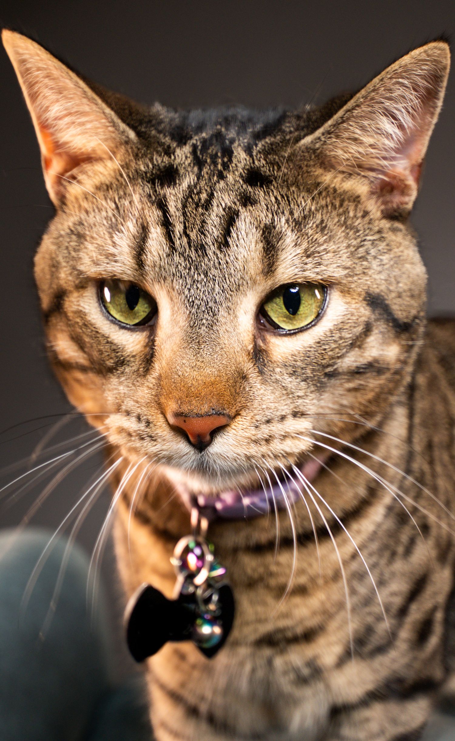 Close-up portrait of a tabby cat with green eyes wearing a purple collar with a black bow tie charm.