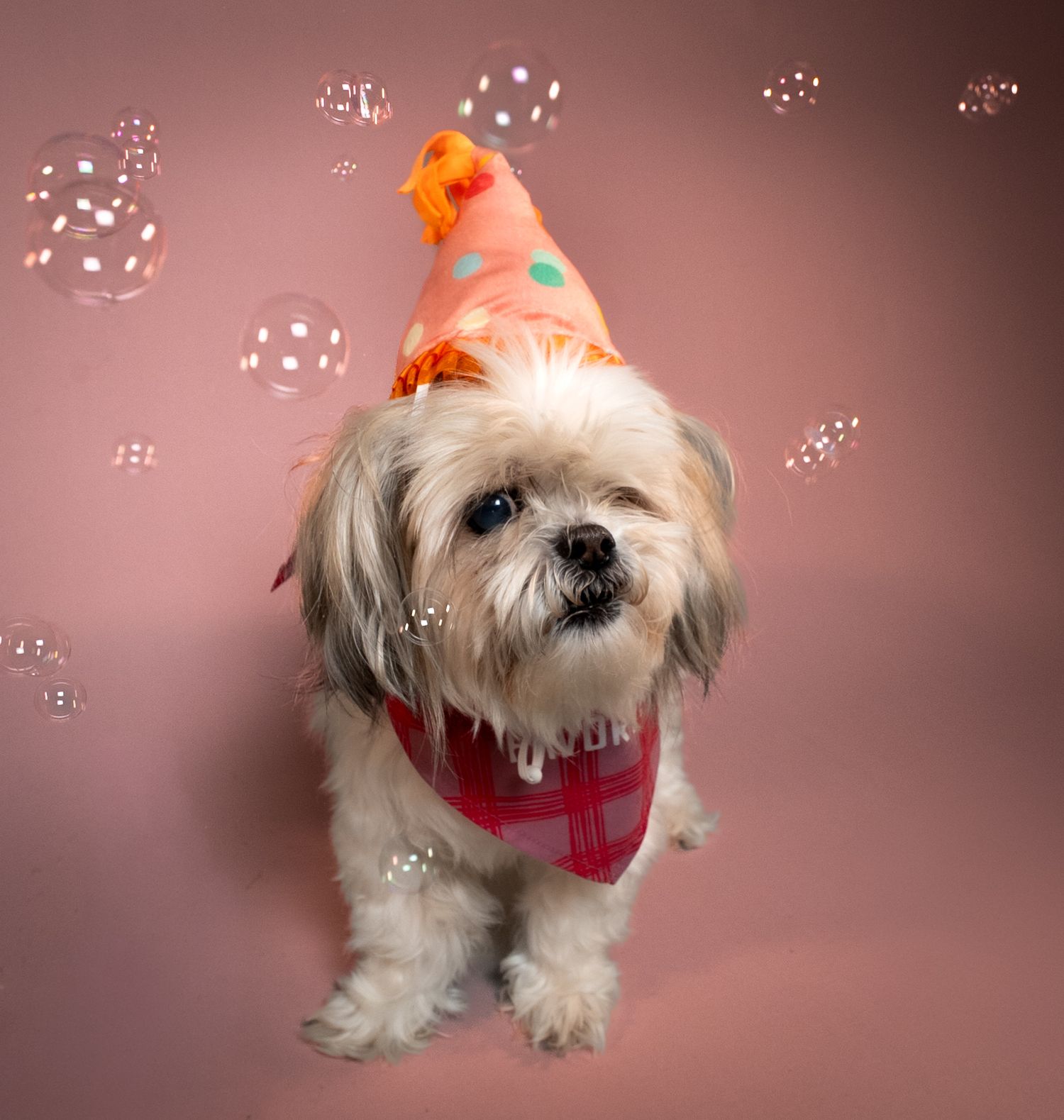 Small white dog wearing orange party hat and red bowtie poses against pink background with floating bubbles.