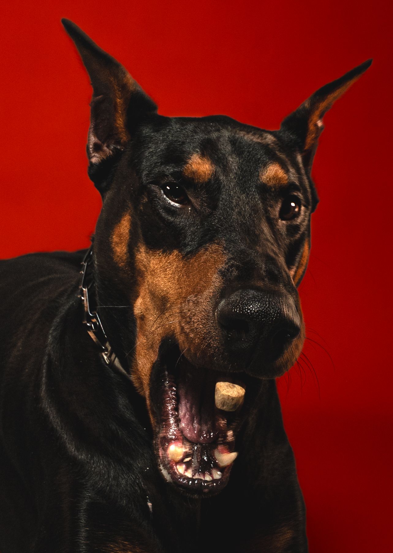 A sequence of five close-up shots showing a black and tan Doberman Pinscher dog with different facial expressions against a red background.