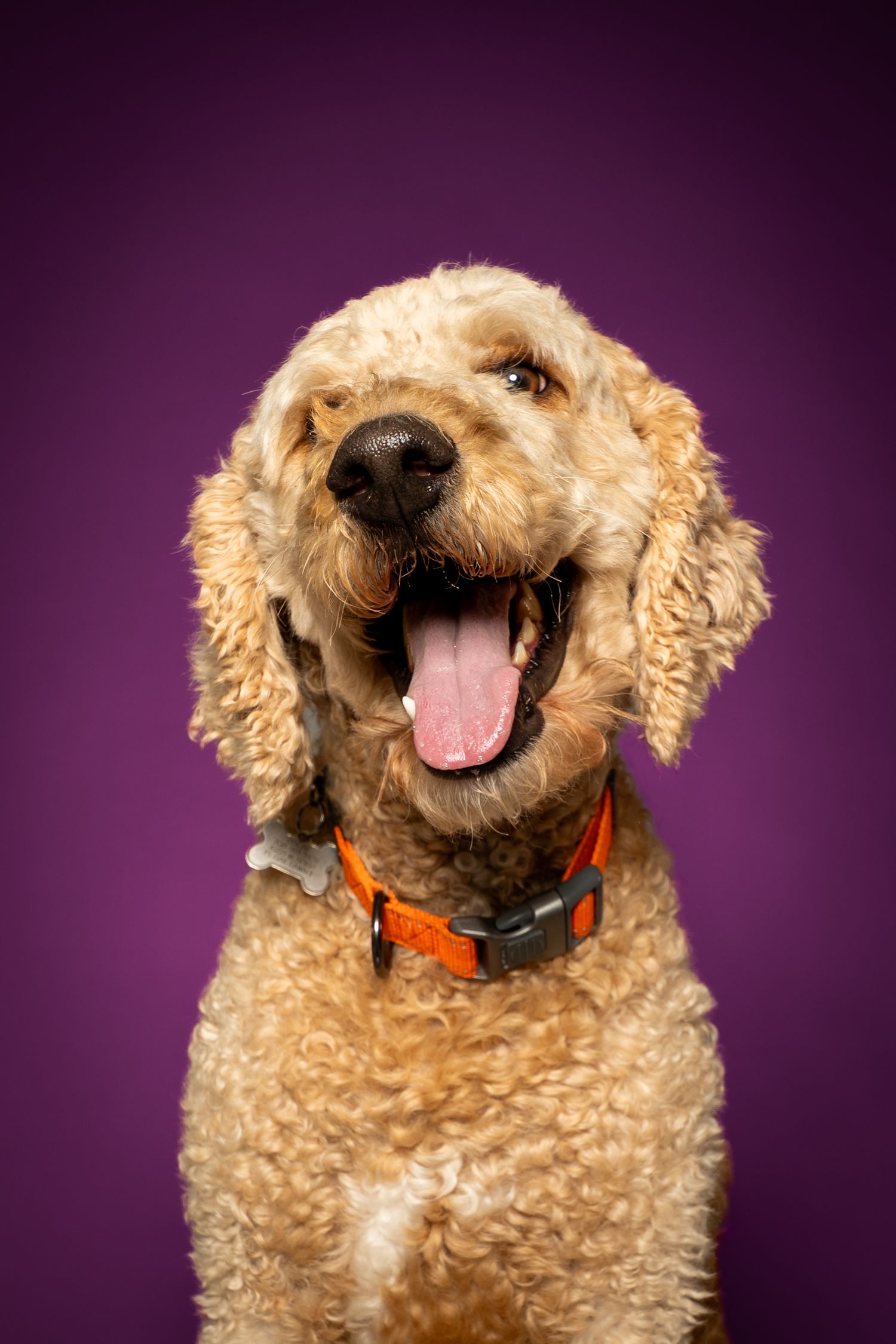 Happy golden Goldendoodle dog with orange collar sitting against a vibrant purple background with mouth open and tongue out.