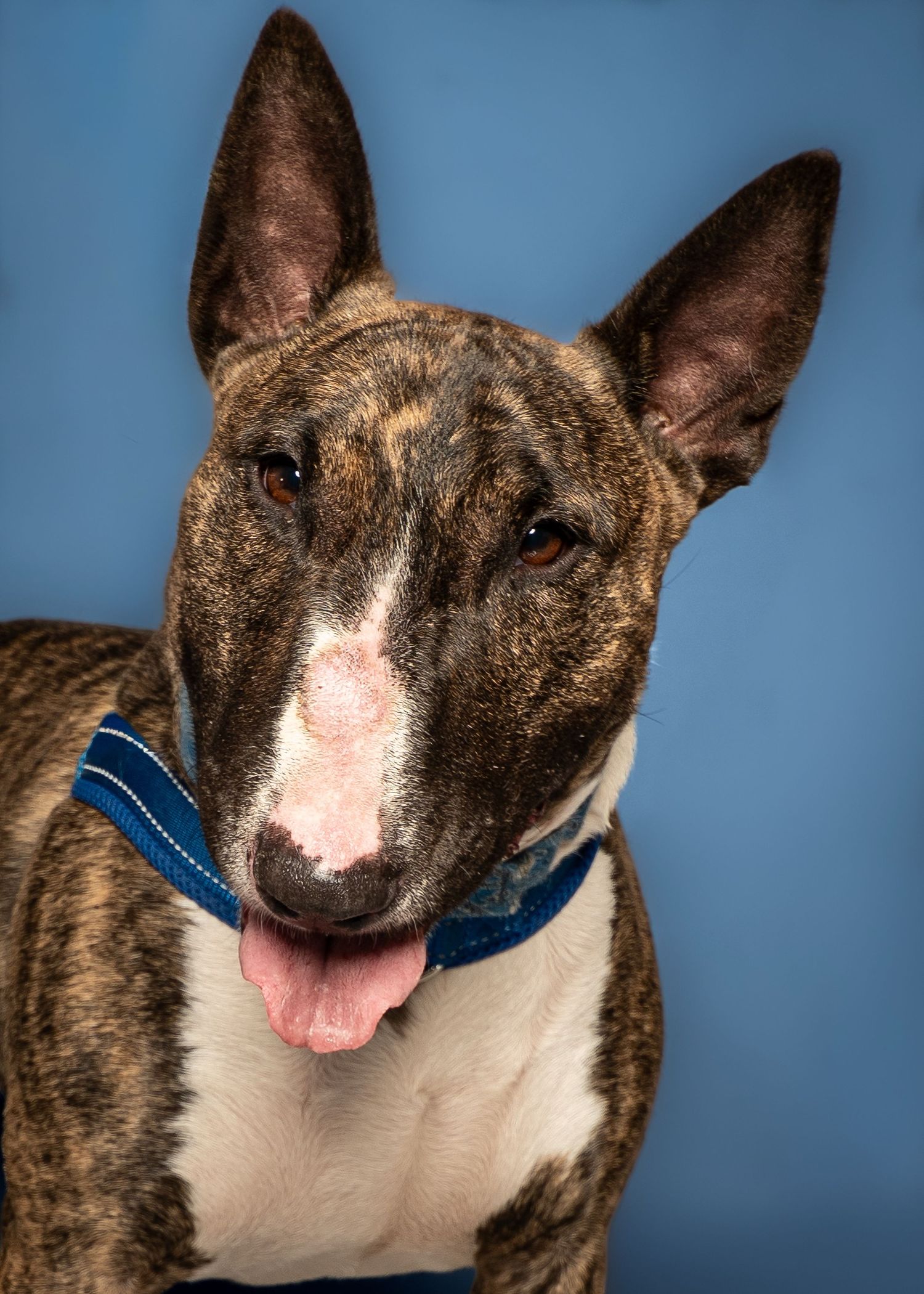 Brindle Bull Terrier dog with blue collar, white blaze on nose, tongue out, posed against blue background.