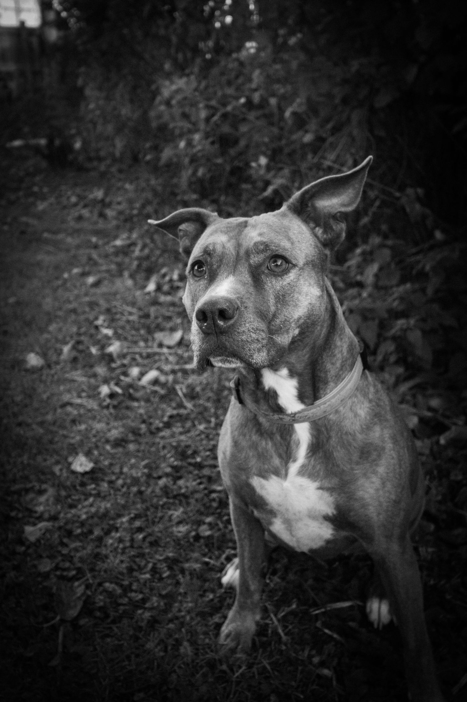 Black and white portrait series of pit bull dog showing various expressions.