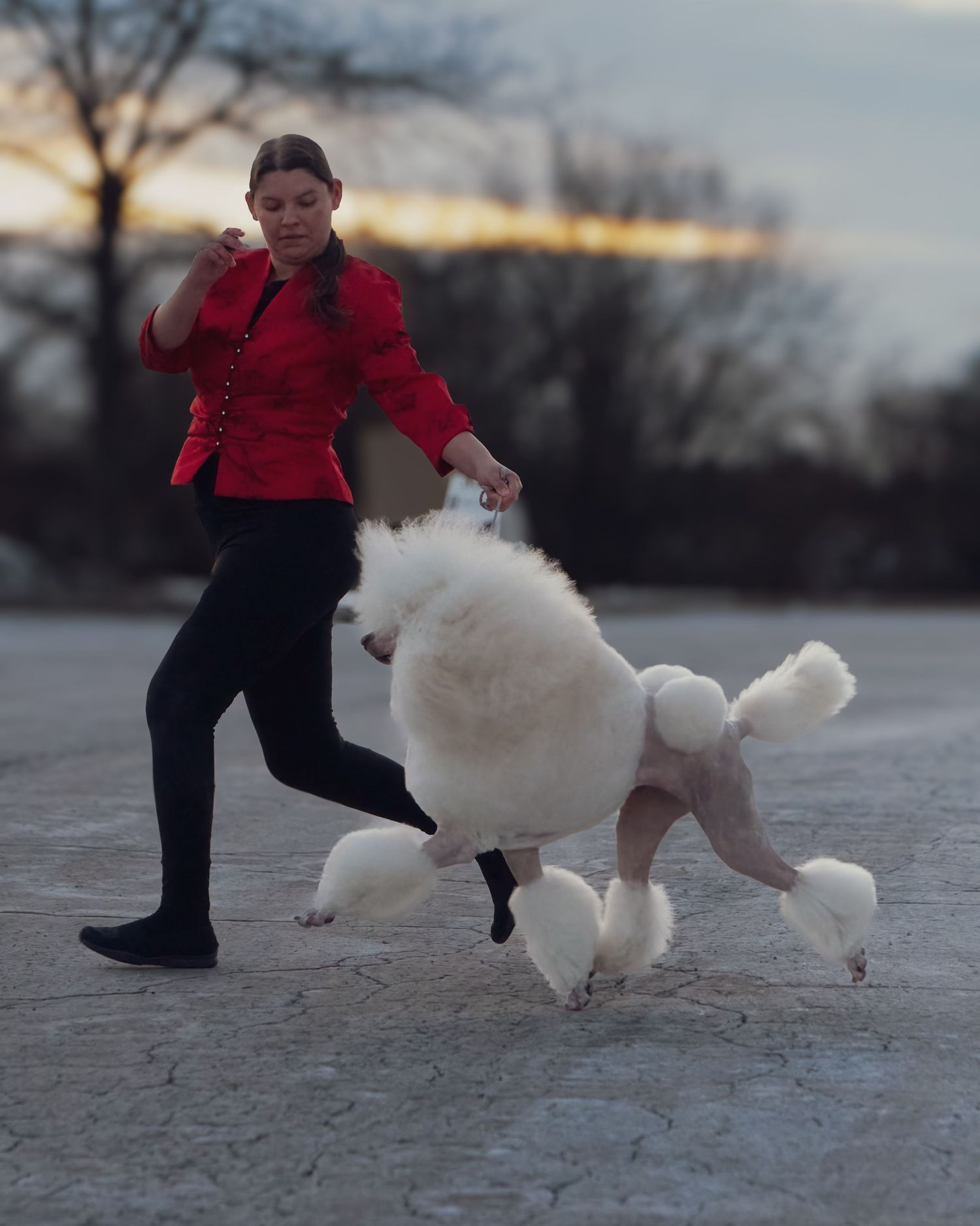 A small white dog jumps playfully on a paved surface while being photographed during sunset.