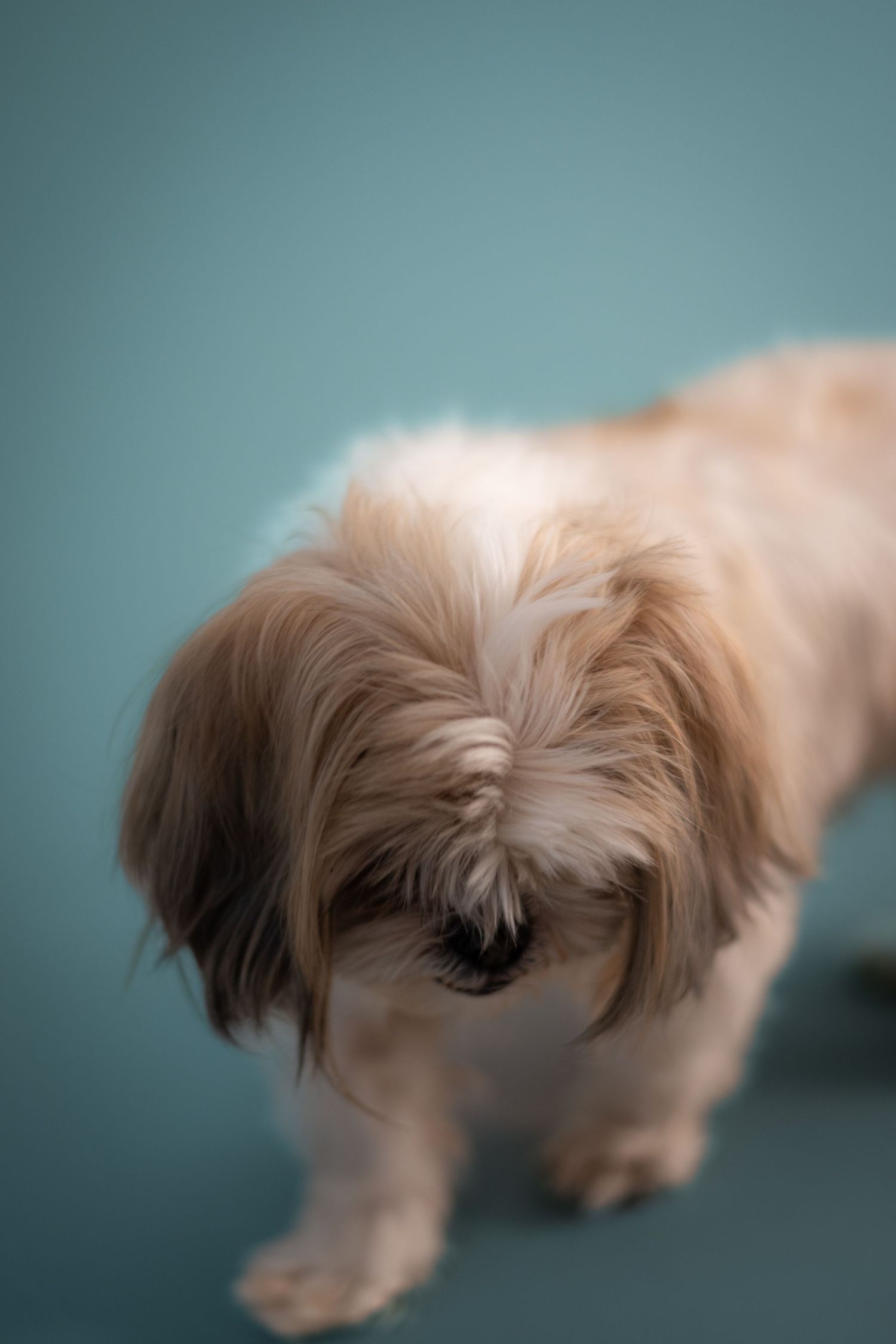 A small fluffy dog with long beige fur looking down against a teal blue background.
