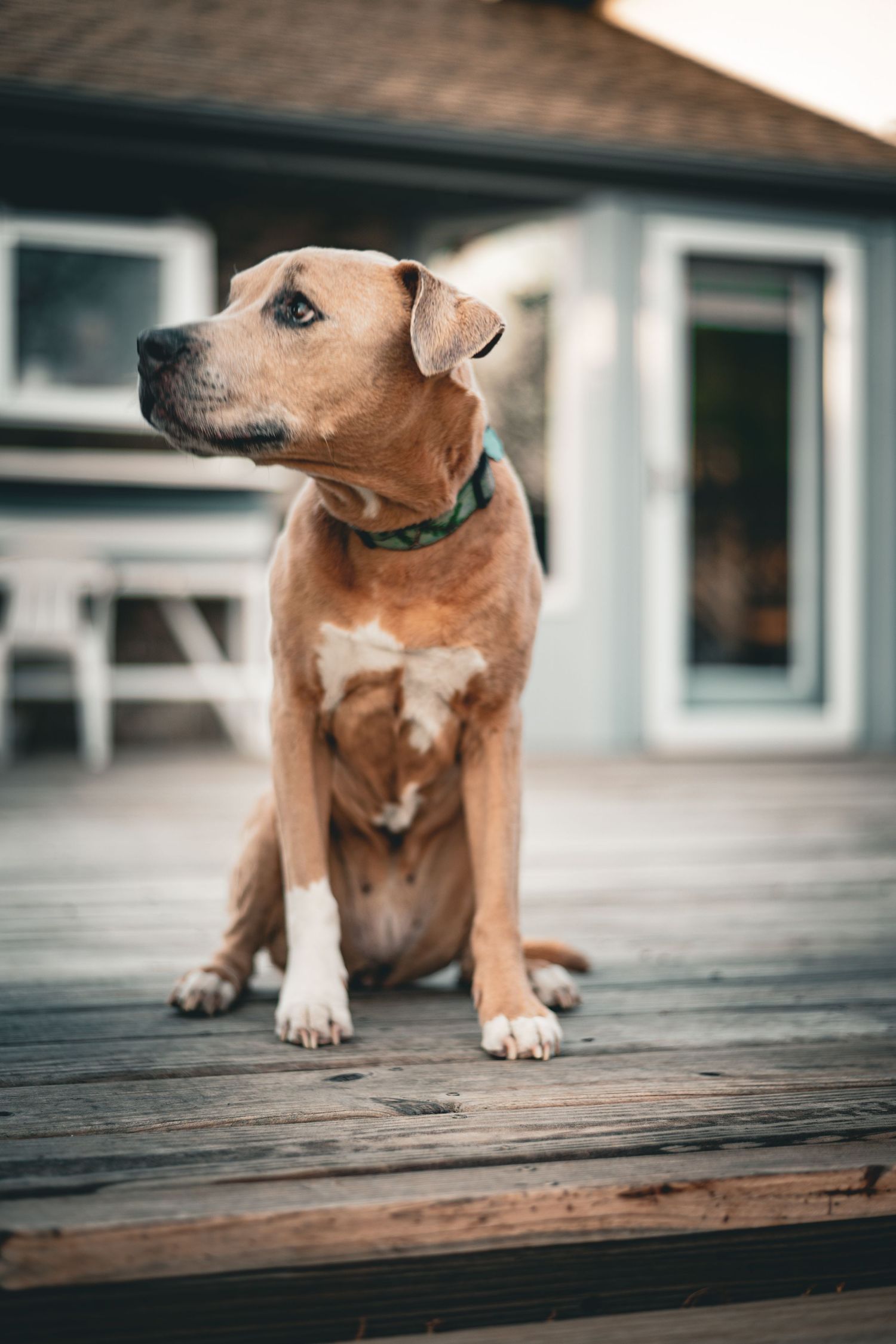 Low angle view of a tan dog standing on wooden deck boards with white building in background.