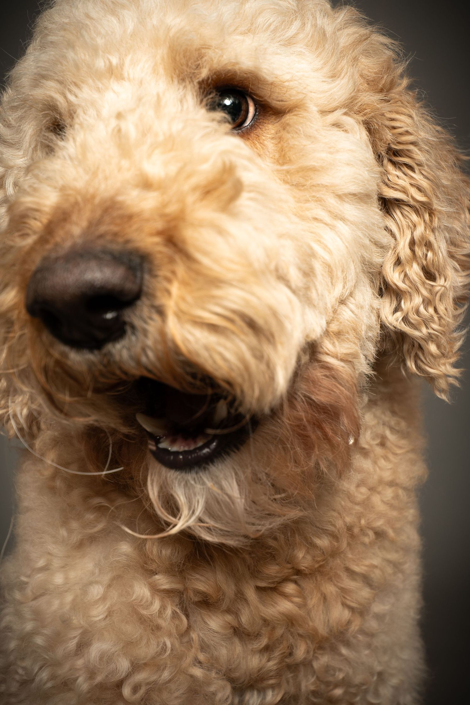 Close-up portraits of a fluffy goldendoodle dog with curly cream-colored fur showing different playful expressions.