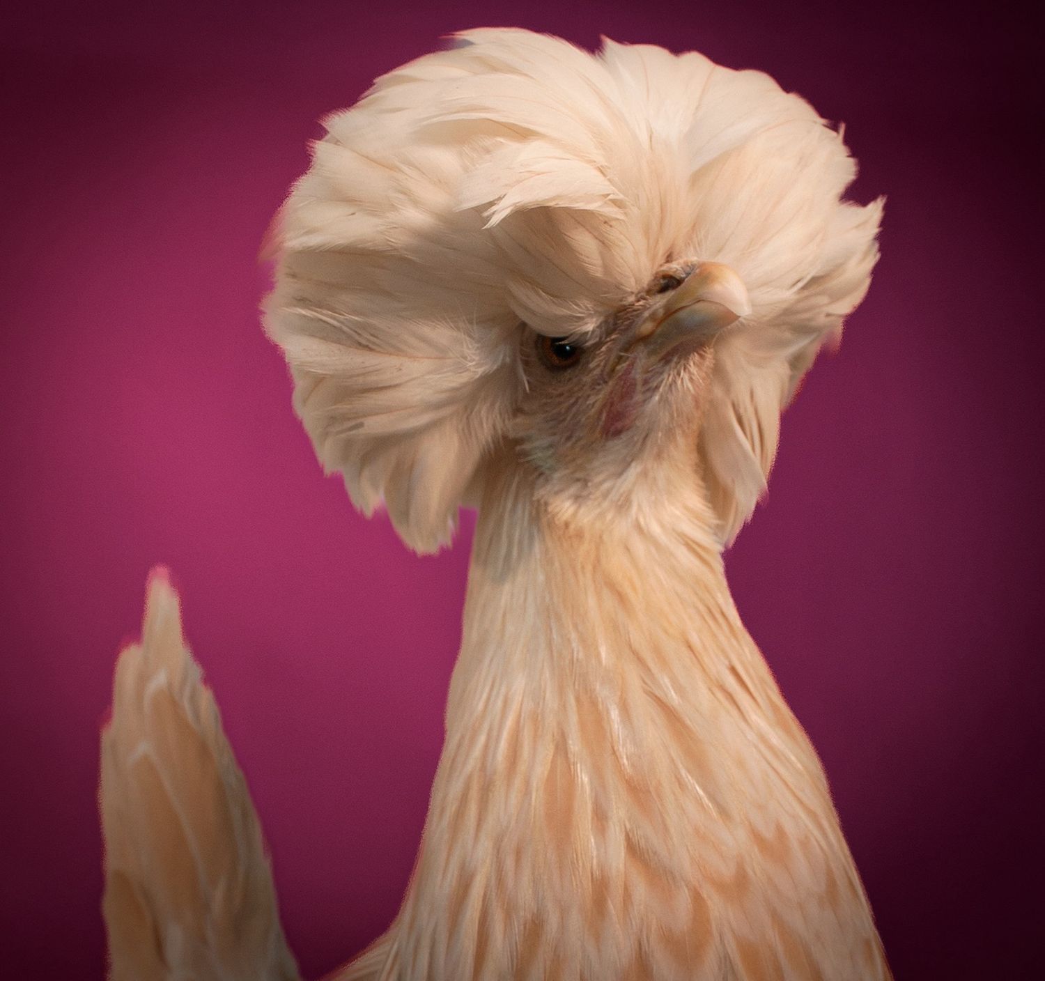 A Polish chicken with fluffy white feathers and distinctive head plumage against a burgundy background.