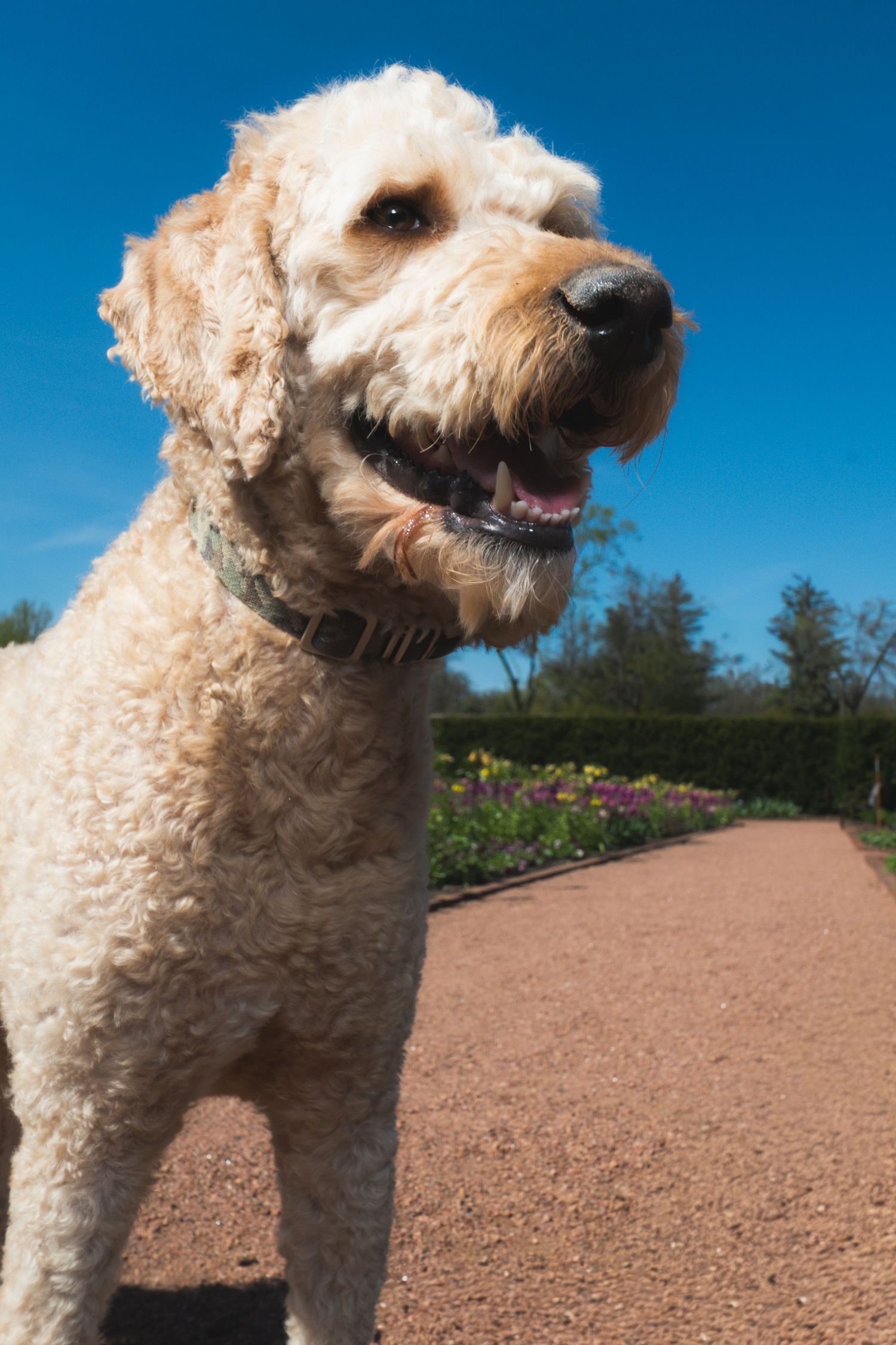 Fluffy cream Goldendoodle dog smiling on a sunny garden path with blue sky background.