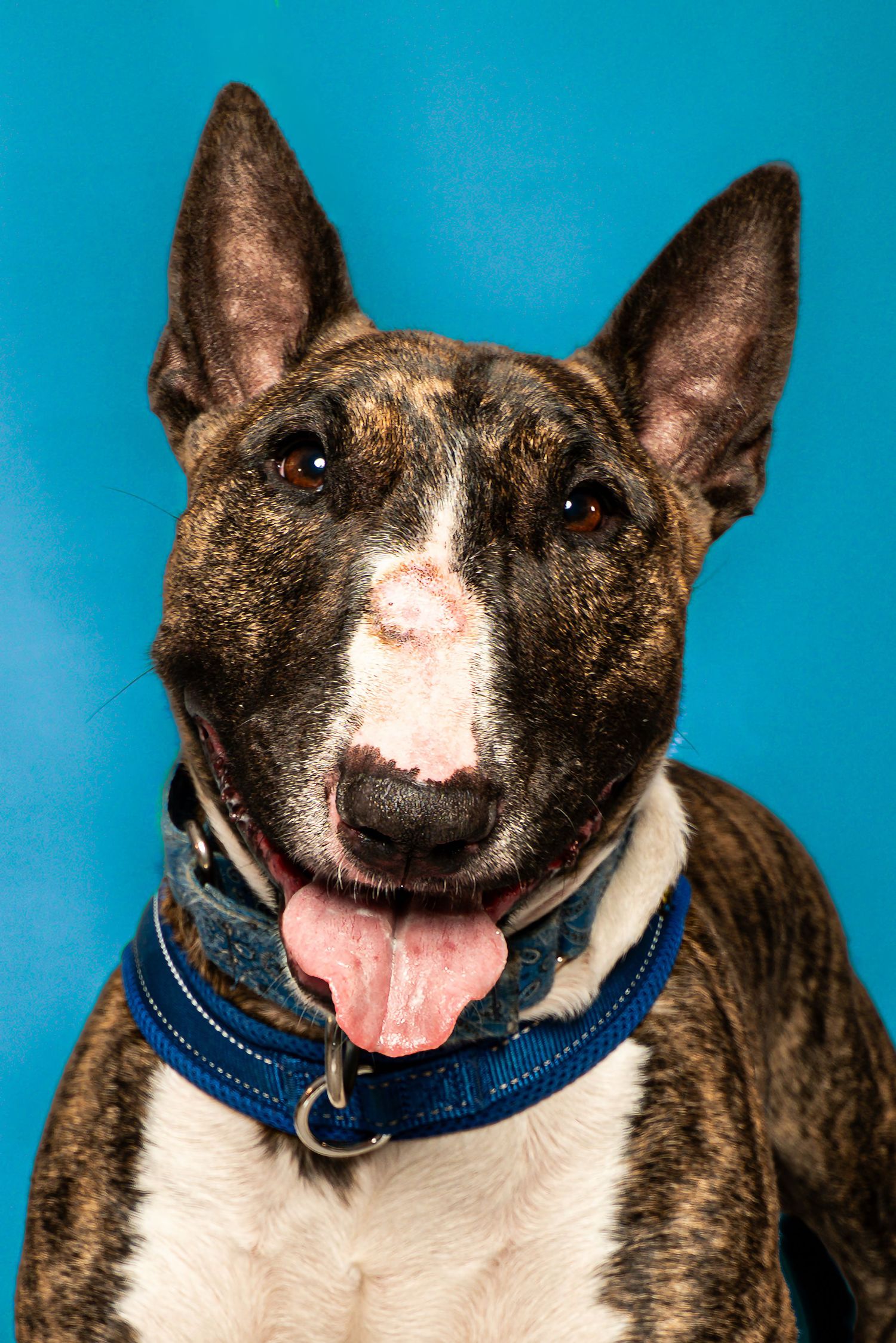Brindle Bull Terrier dog with tongue out wearing a blue collar, portrait against a bright blue background.