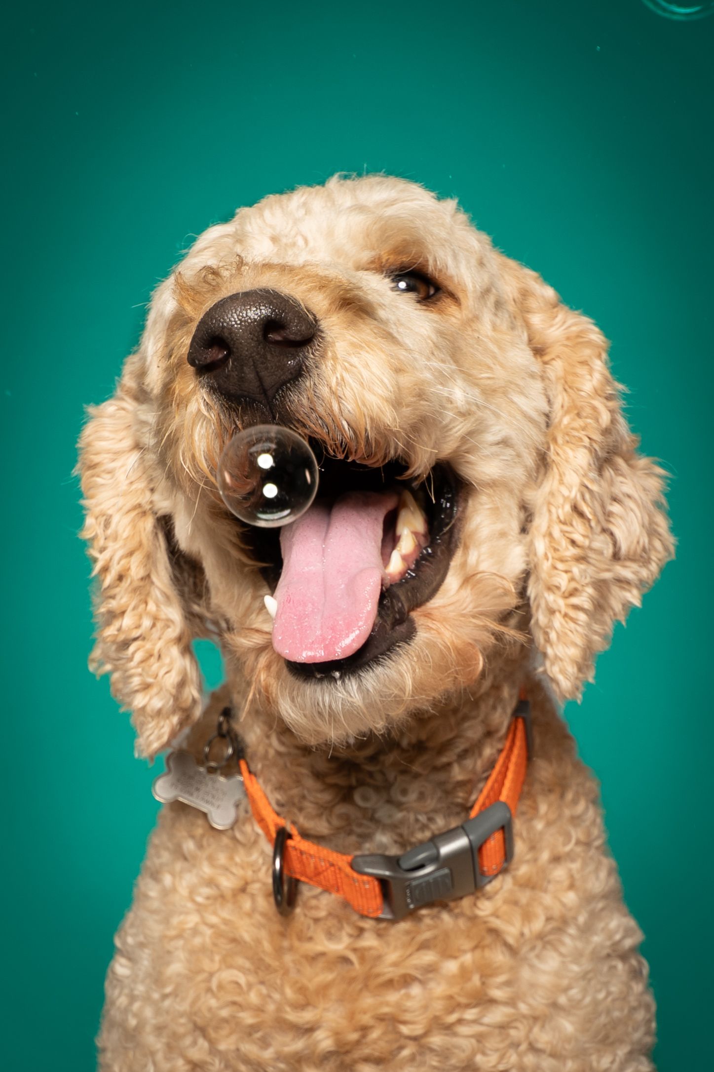Happy golden doodle dog with tongue out wearing an orange collar, photographed against a teal background.