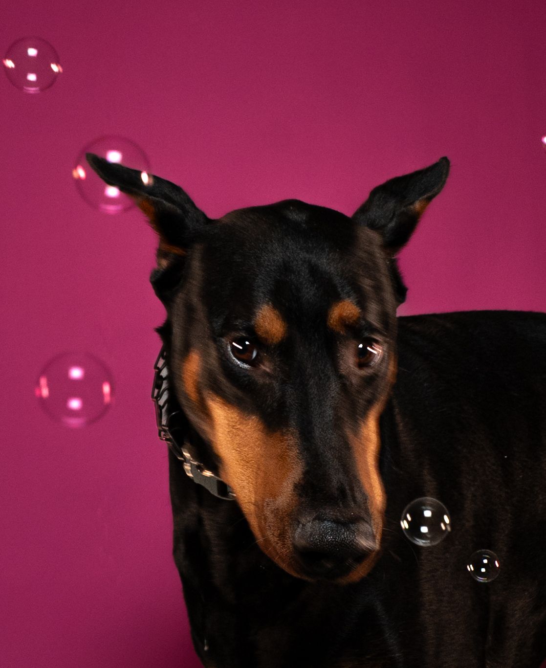 Miniature pinscher dog poses against pink background with floating soap bubbles creating a whimsical portrait series.
