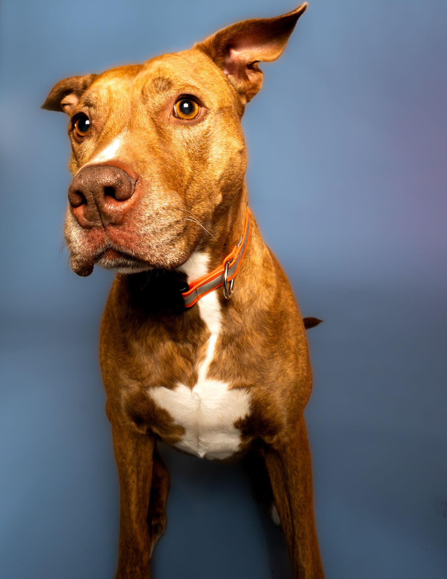 A reddish-brown pit bull mix dog with perked ears and white chest markings poses against a blue studio background.