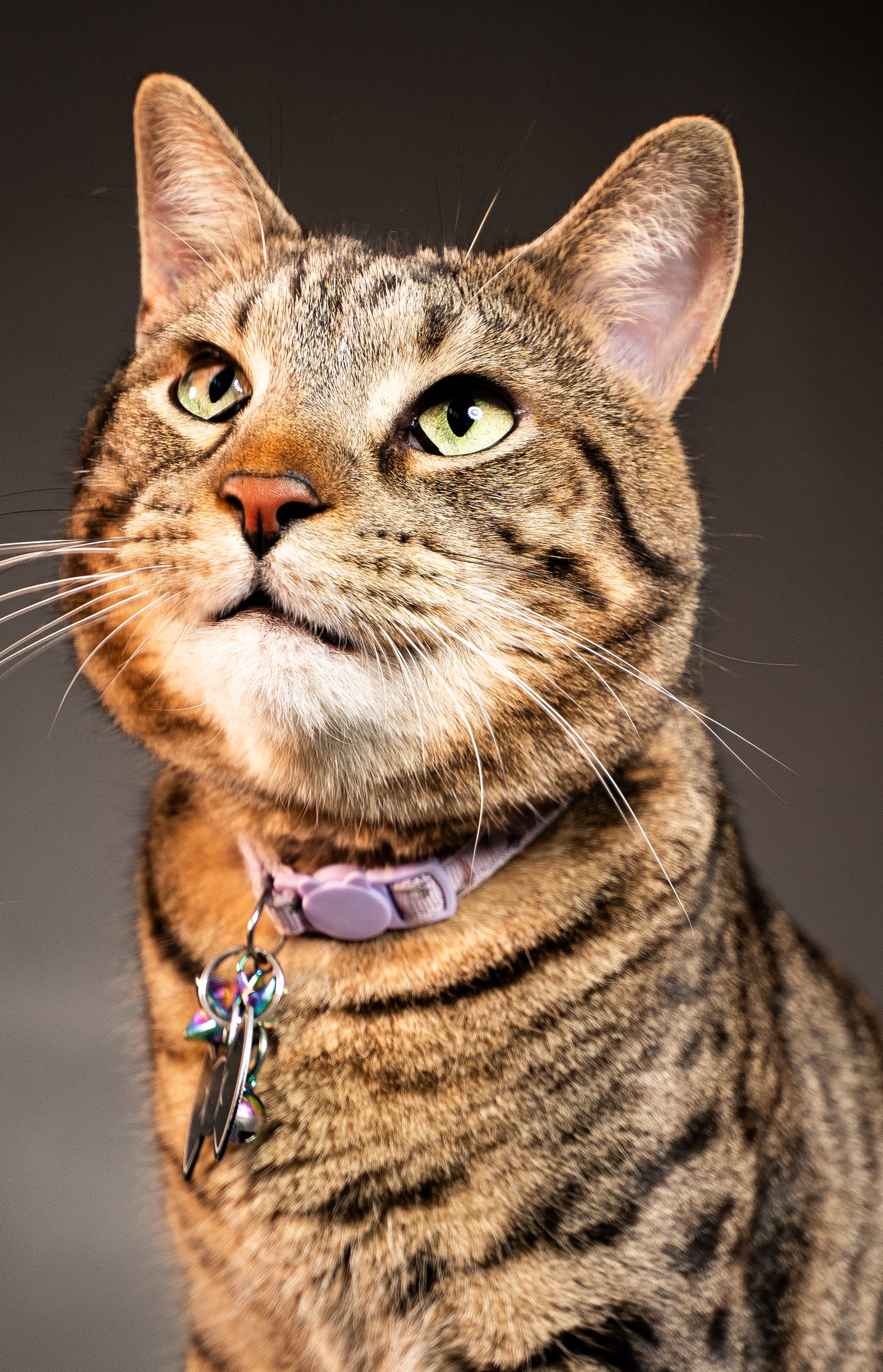 A tabby cat with green eyes and a purple collar gazes upward against a dark background.