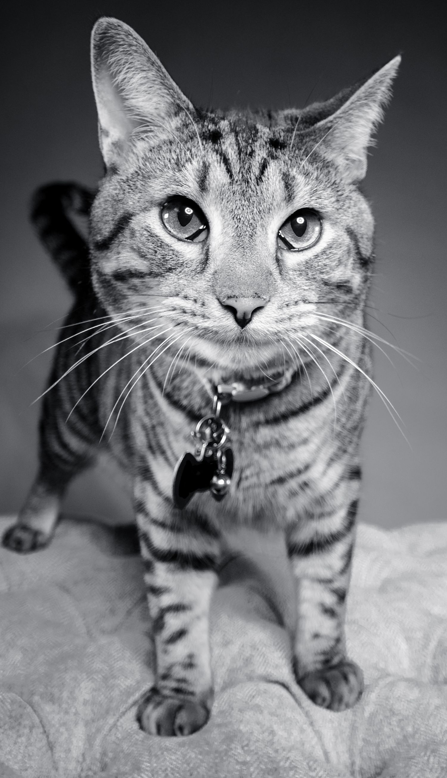 Black and white portrait of a tabby cat standing and wearing a collar with a tag.