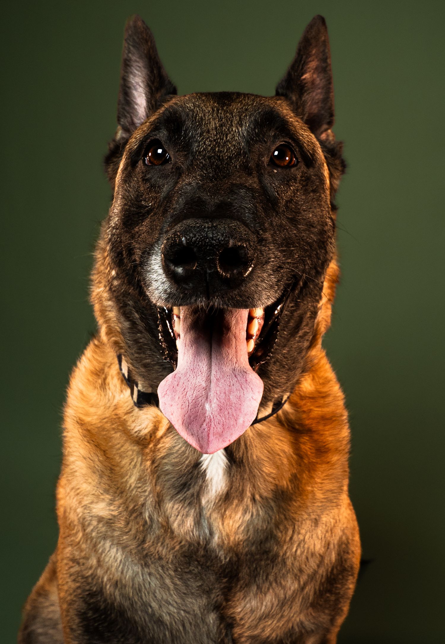 A Belgian Malinois dog shows a progression of happy expressions with its tongue out against a dark background.