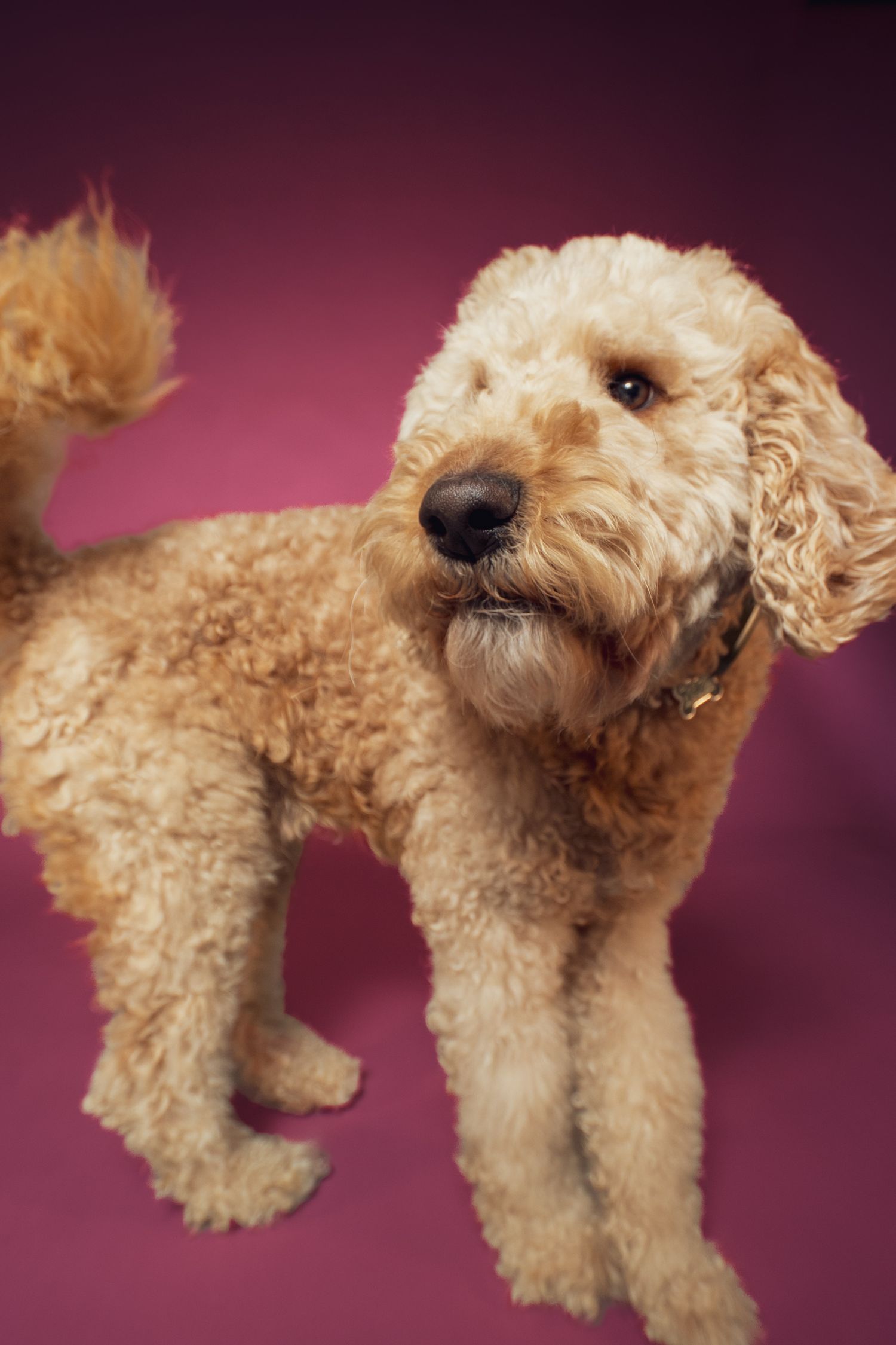 A curly-haired goldendoodle dog in various poses against a purple background shows off its fluffy coat and profile.