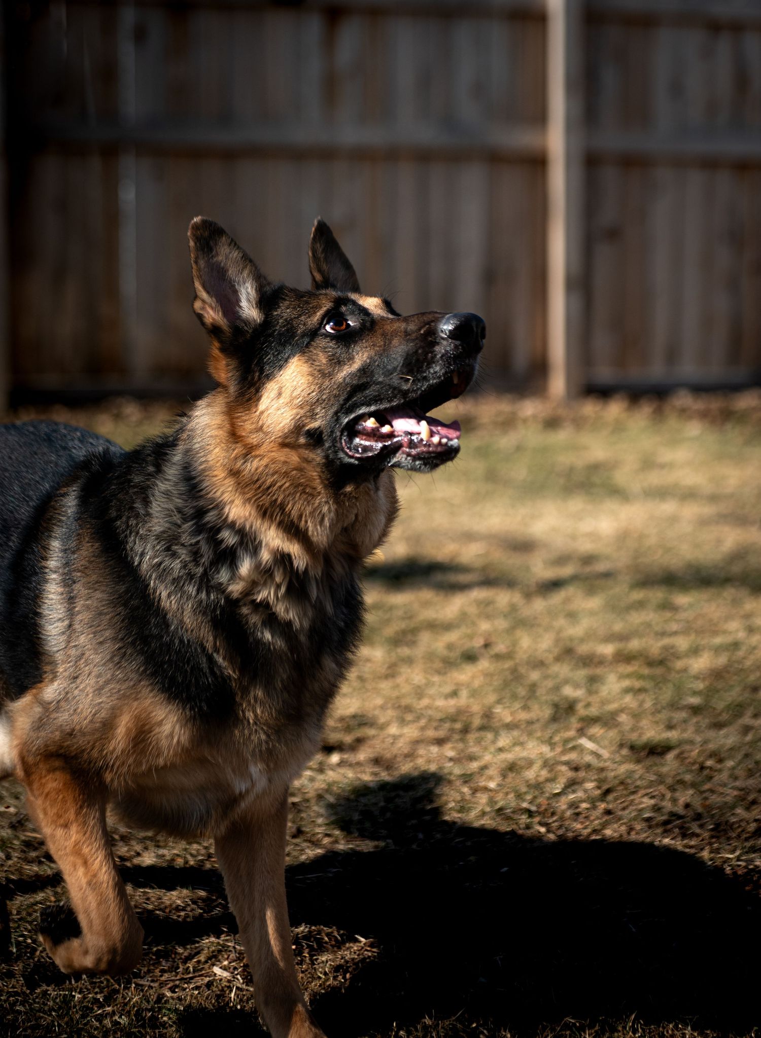 German Shepherd dog stands alert in backyard with brown fence, captured in warm natural lighting.