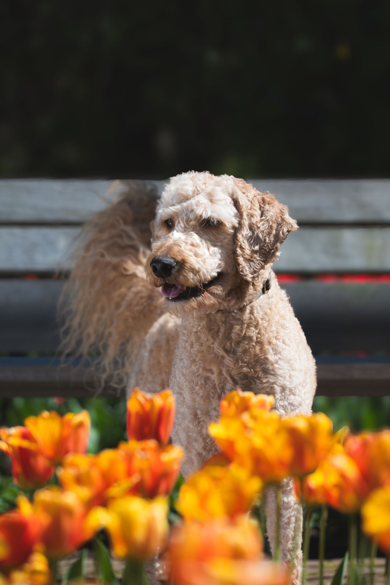 A fluffy golden doodle dog stands among vibrant orange and yellow tulips in front of a wooden park bench.