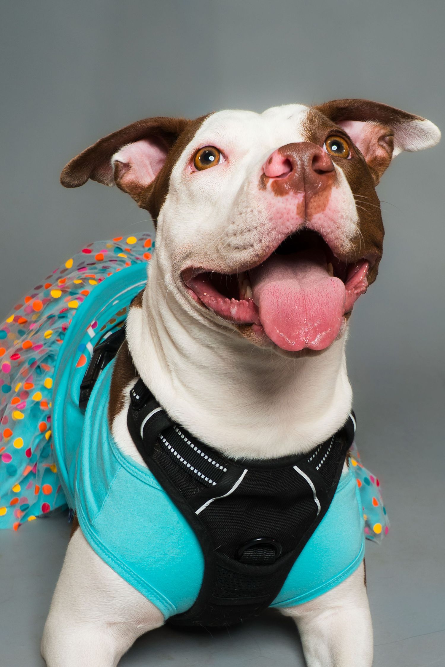 Happy brown and white pit bull terrier smiling with tongue out, wearing a turquoise shirt, black harness and colorful polka dot tutu.