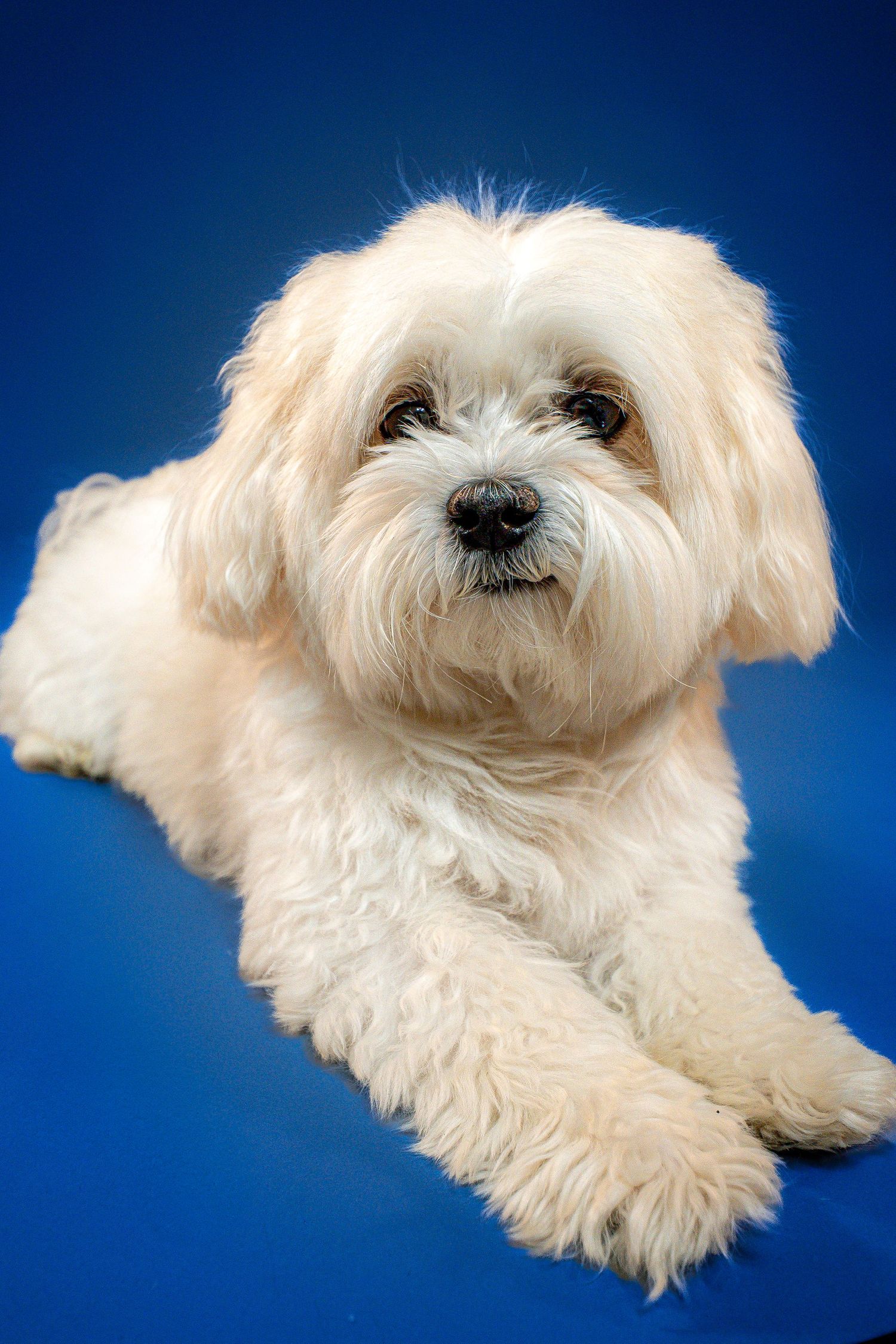 Fluffy white Maltese dog lying on a blue background, looking at the camera with a cute expression.