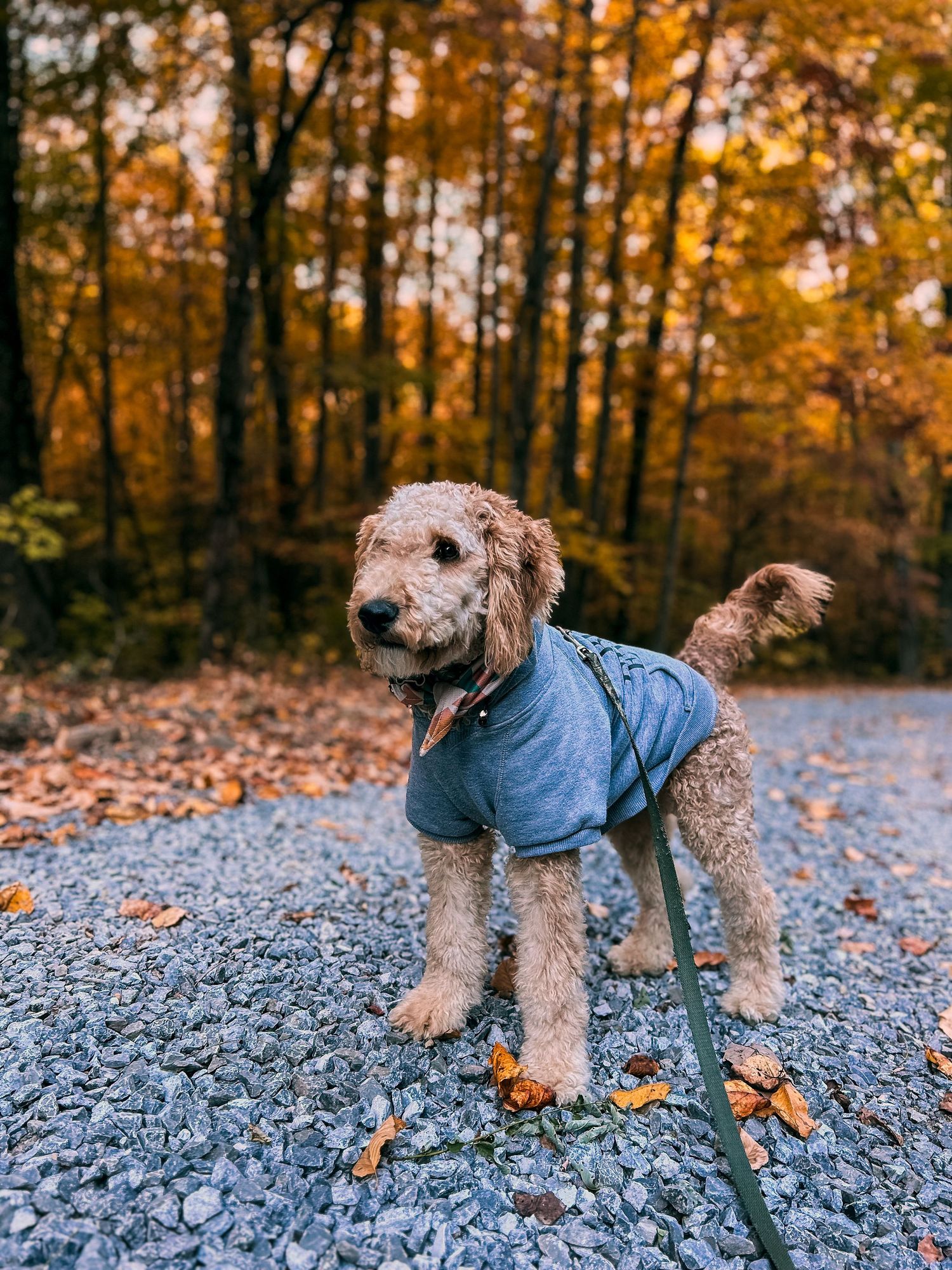Goldendoodle dog wearing a blue jacket walks on gravel path surrounded by autumn trees with golden leaves.