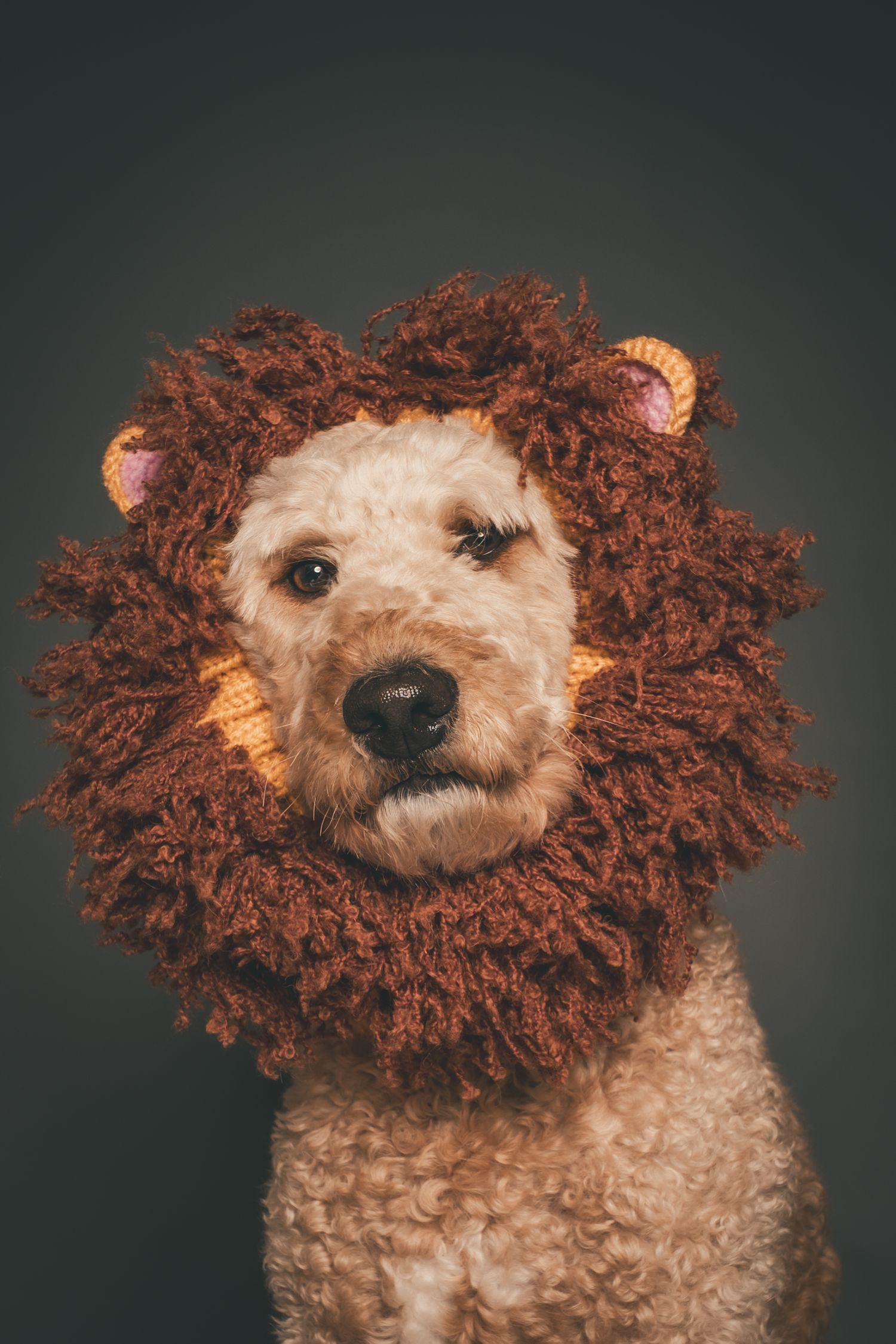 Adorable goldendoodle dog wearing a knitted lion mane costume hat, studio portrait on dark background.