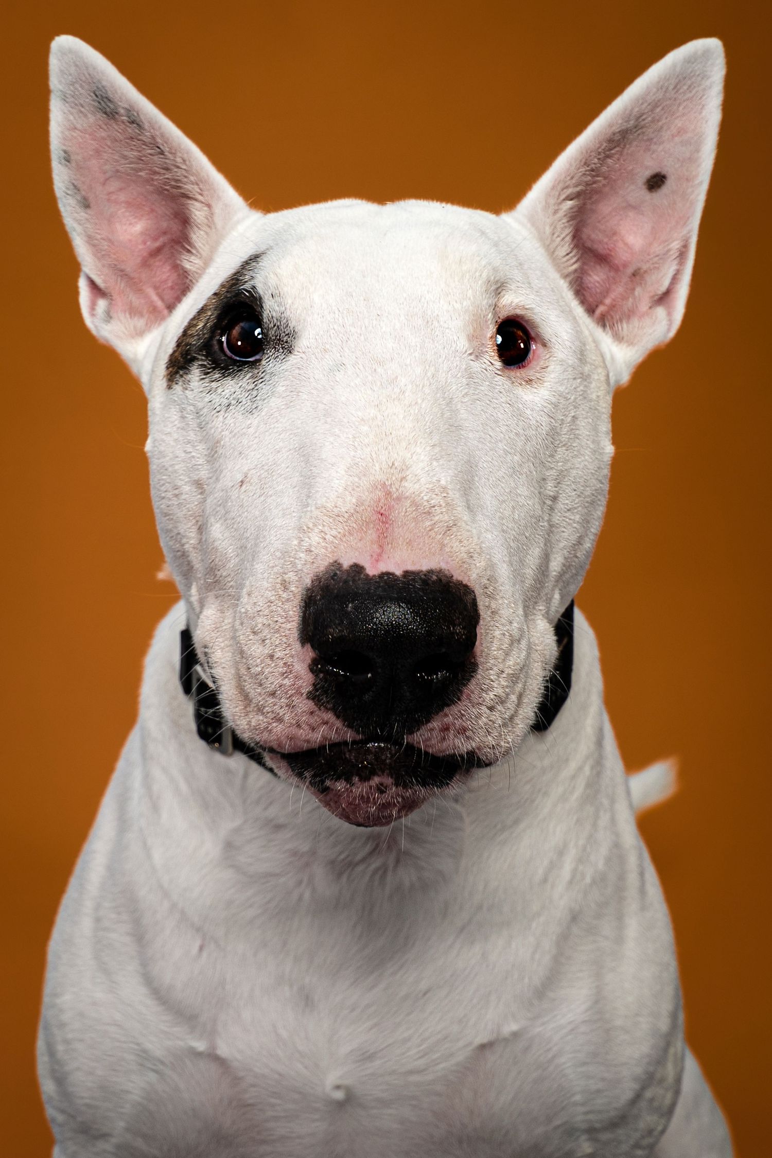 White Bull Terrier dog portrait with erect ears on orange background.