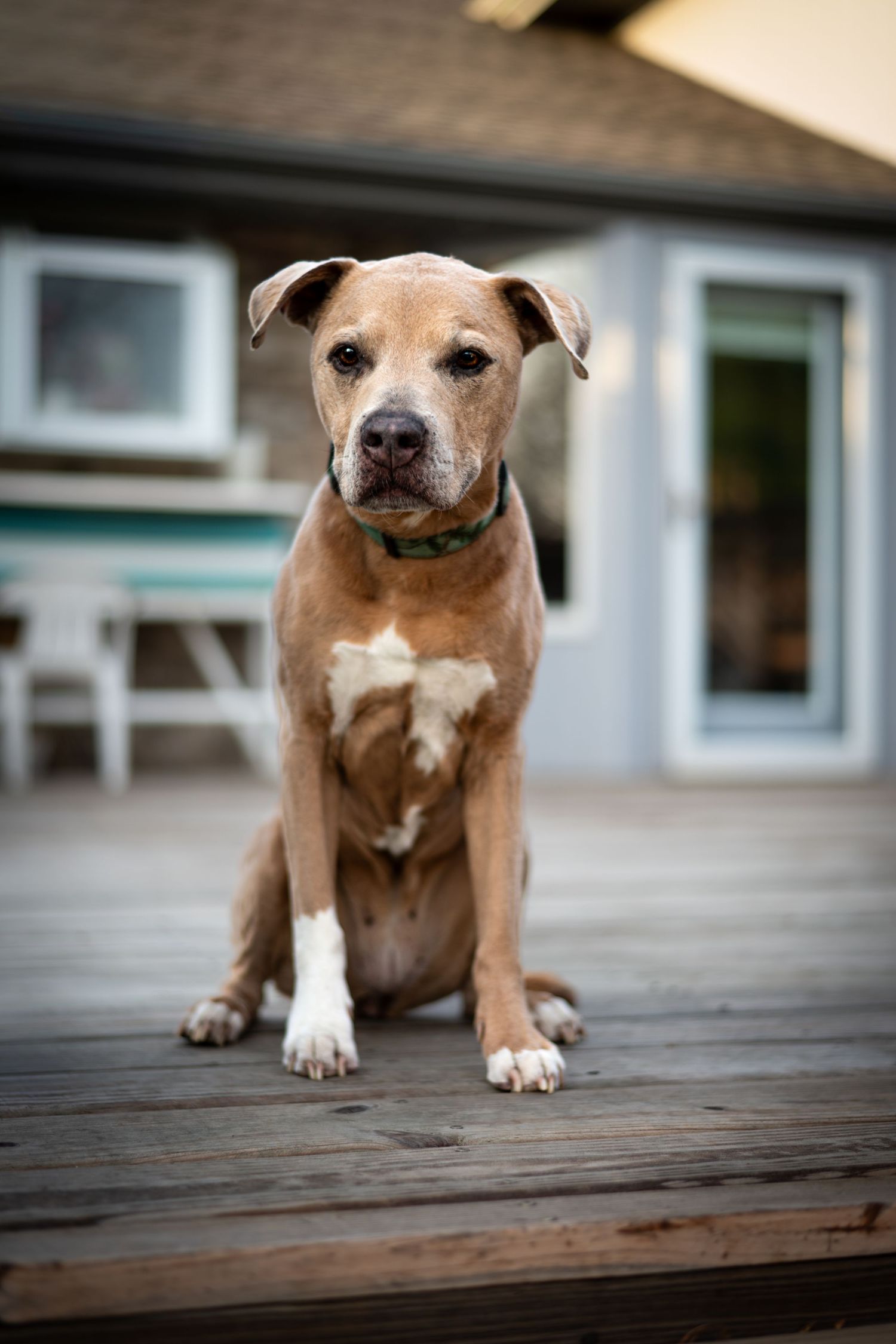 Brown and white pit bull type dog sits on wooden deck with focused close-up view.