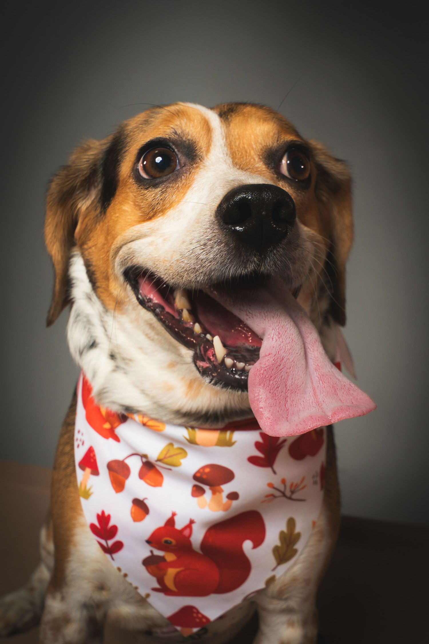 Happy beagle with tongue out wearing a white autumn bandana decorated with squirrels, mushrooms, acorns and fall leaves.