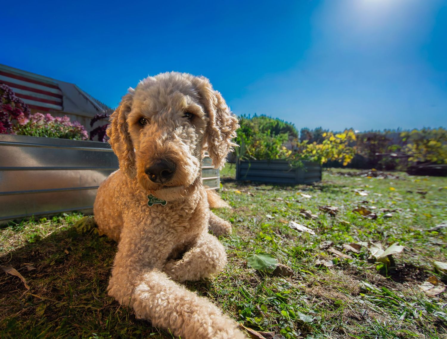A golden doodle dog lying in grass under blue sky enjoying a sunny day outdoors.