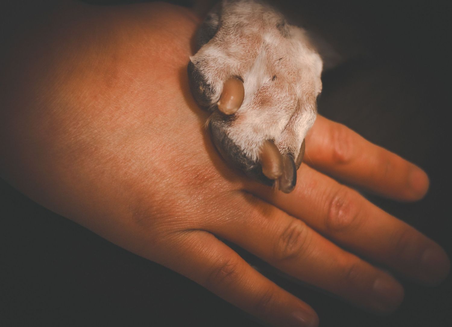A small white hamster perches on a person's hand in a dimly lit setting.