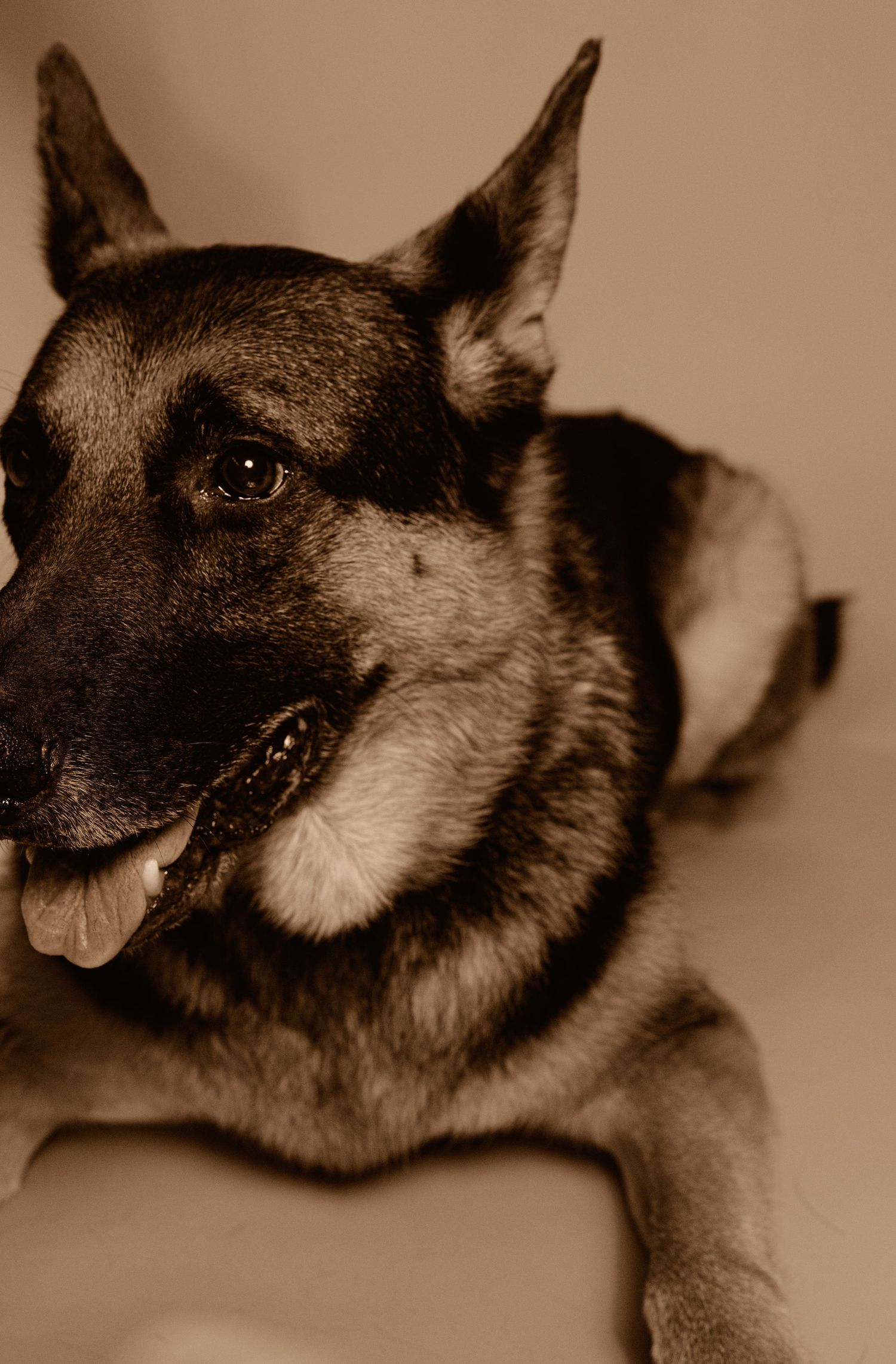 Close-up sepia portrait of an alert German Shepherd dog with pointed ears and distinctive black and tan markings.
