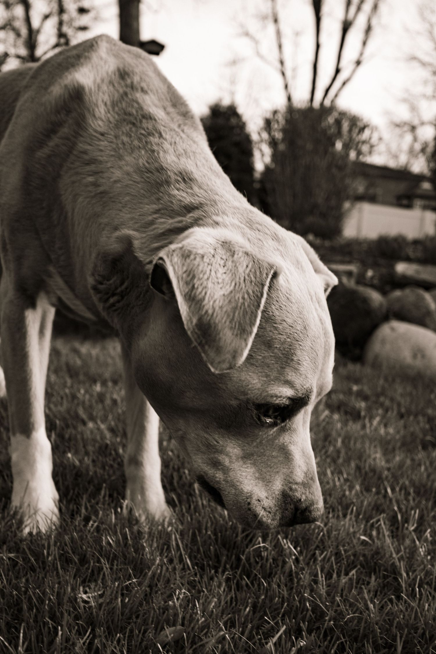Black and white close-up photograph of a dog with pointed ears sniffing grass in a backyard setting.