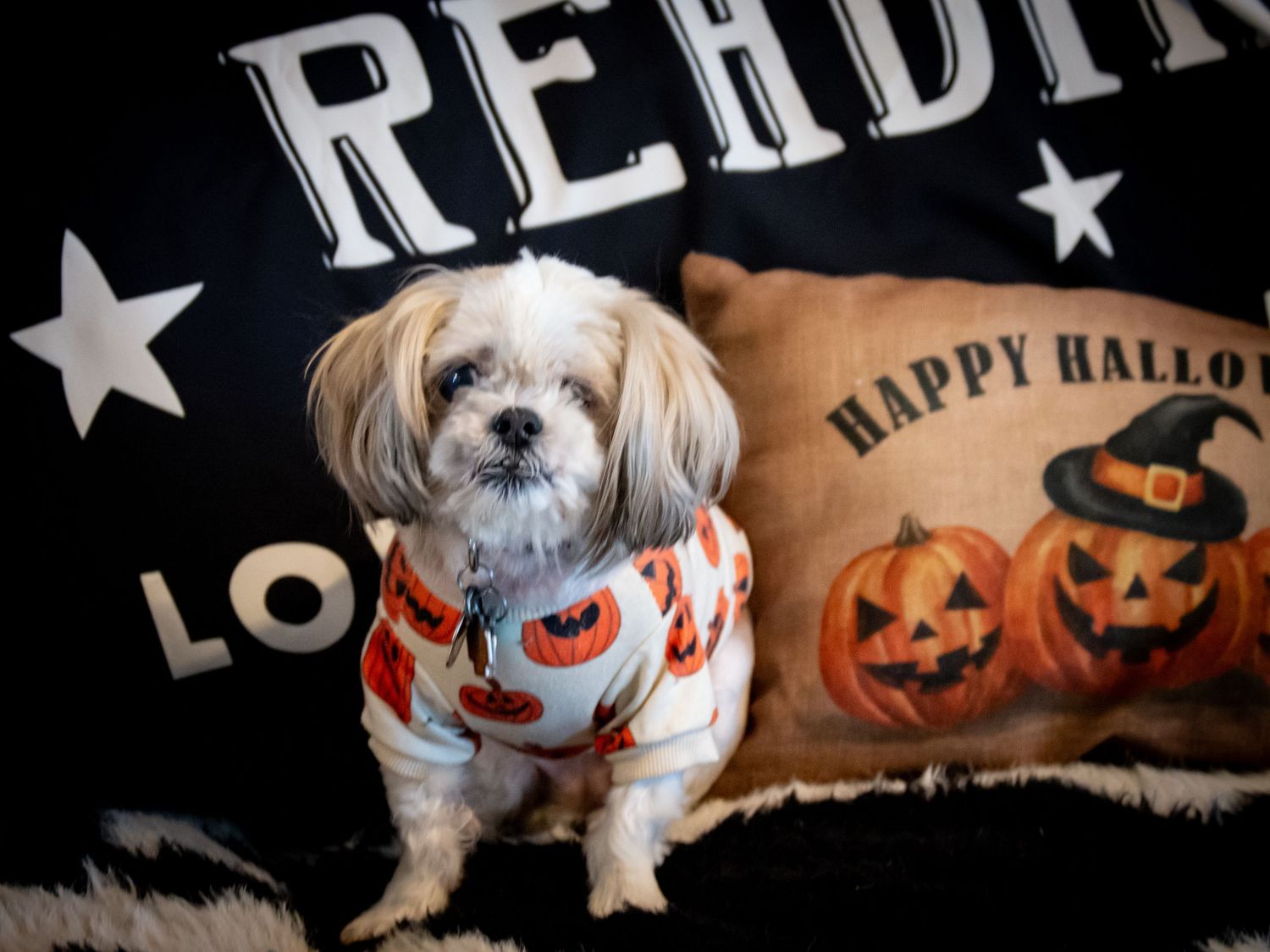 Halloween themed photo series with small dog wearing costume near pumpkin decorations.