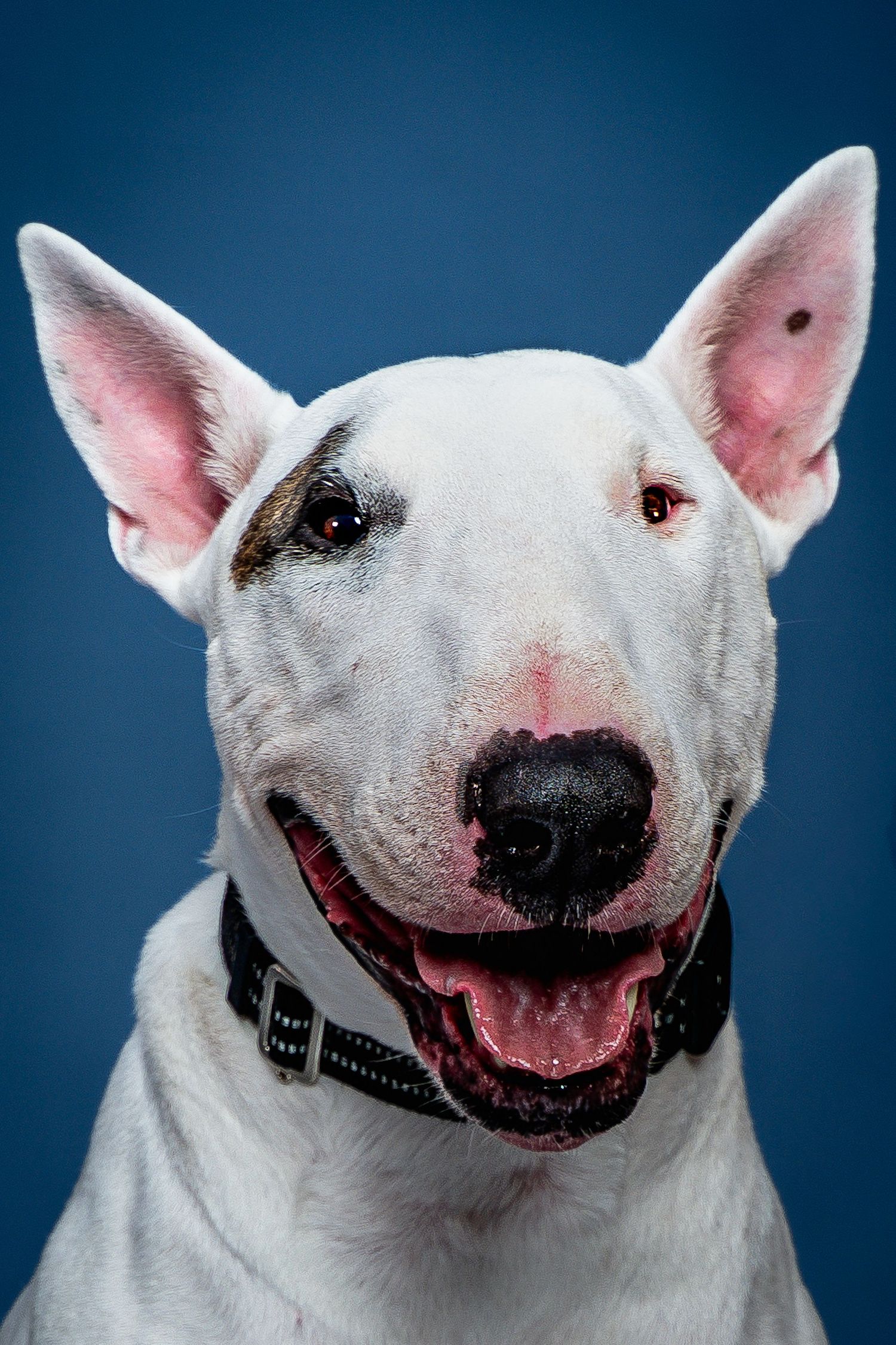 White Bull Terrier dog with black collar smiling against blue studio background, portrait shot.