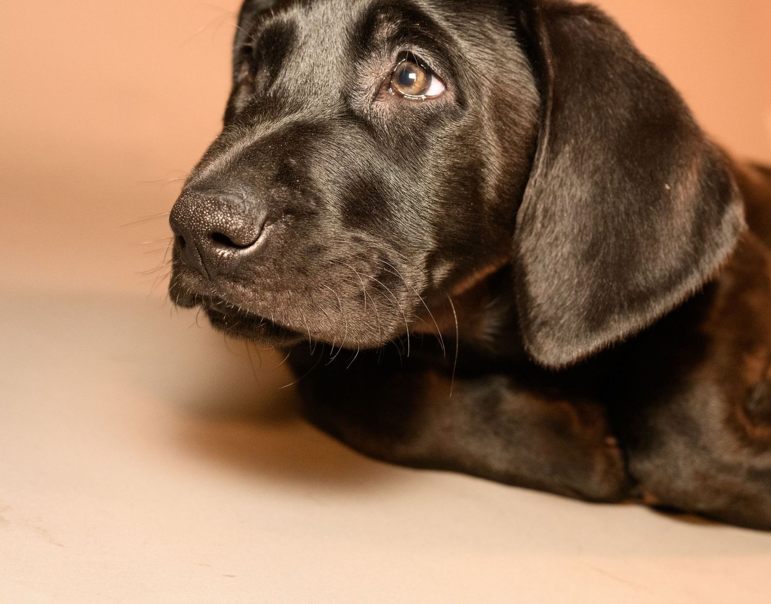 Close-up portrait series of a black Labrador puppy showing different facial expressions and angles.