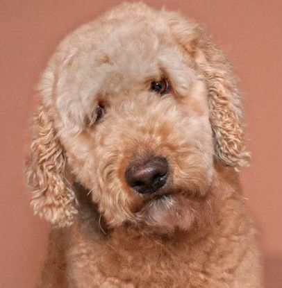Golden doodle dog with curly fur shown in five close-up portraits with different expressions and head positions.