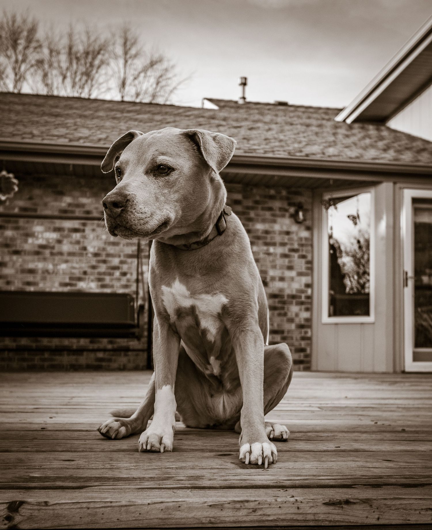 A sepia-toned series of photos showing a dog lying on a wooden deck from different angles.