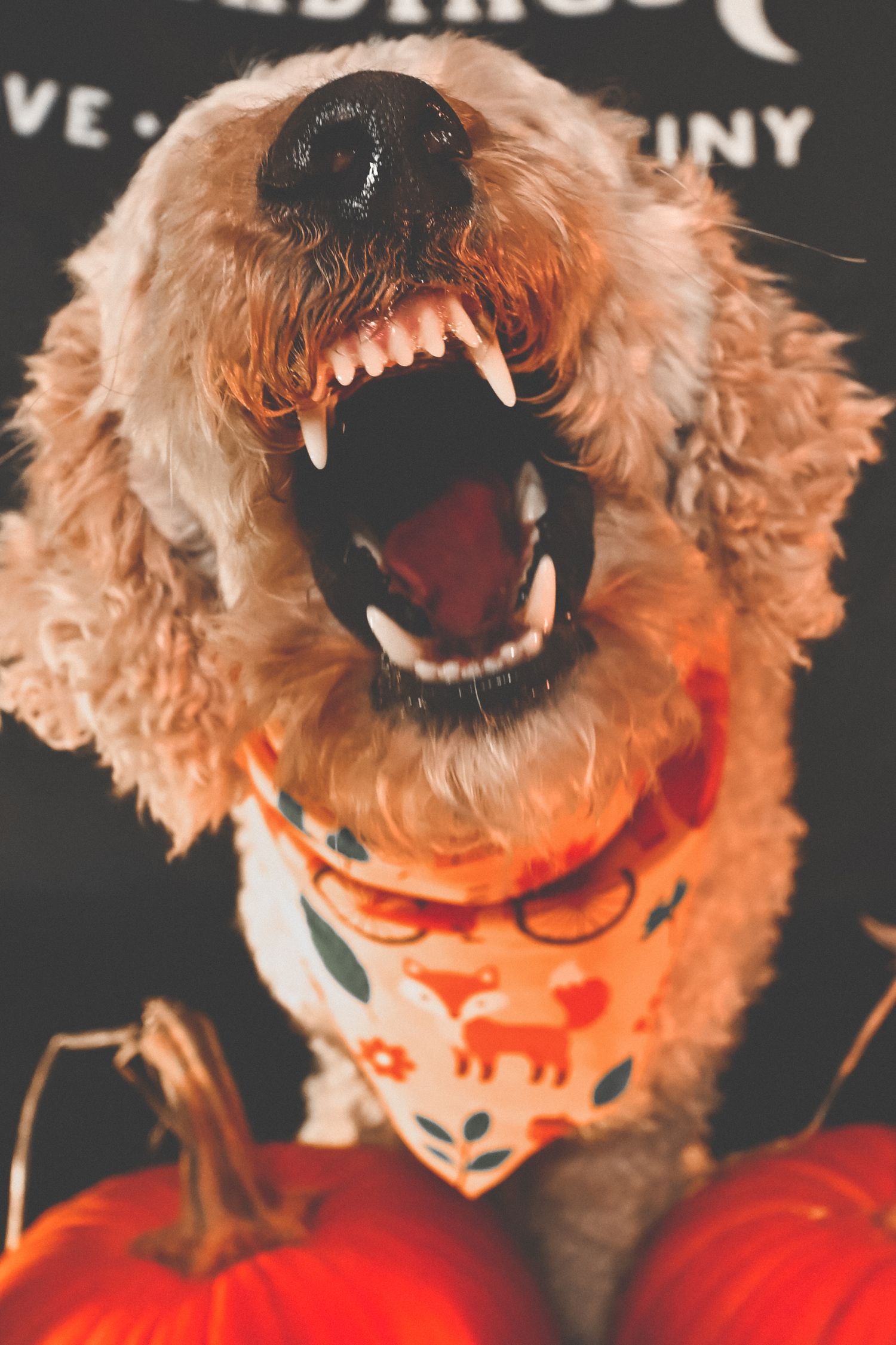 Fluffy golden doodle dog yawning with mouth wide open, wearing a fox-print bandana and sitting beside orange pumpkins.