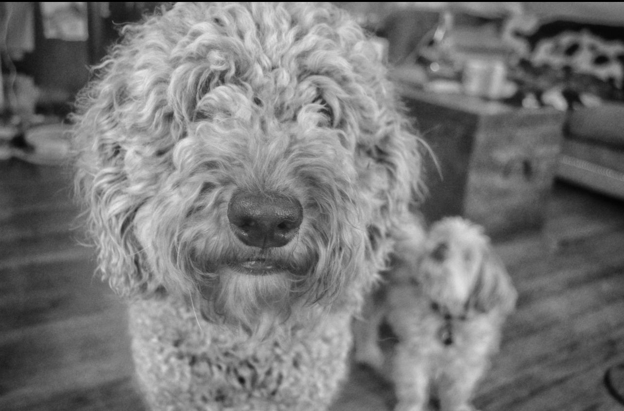 Black and white series showing close-up expressions of a curly-haired dog.